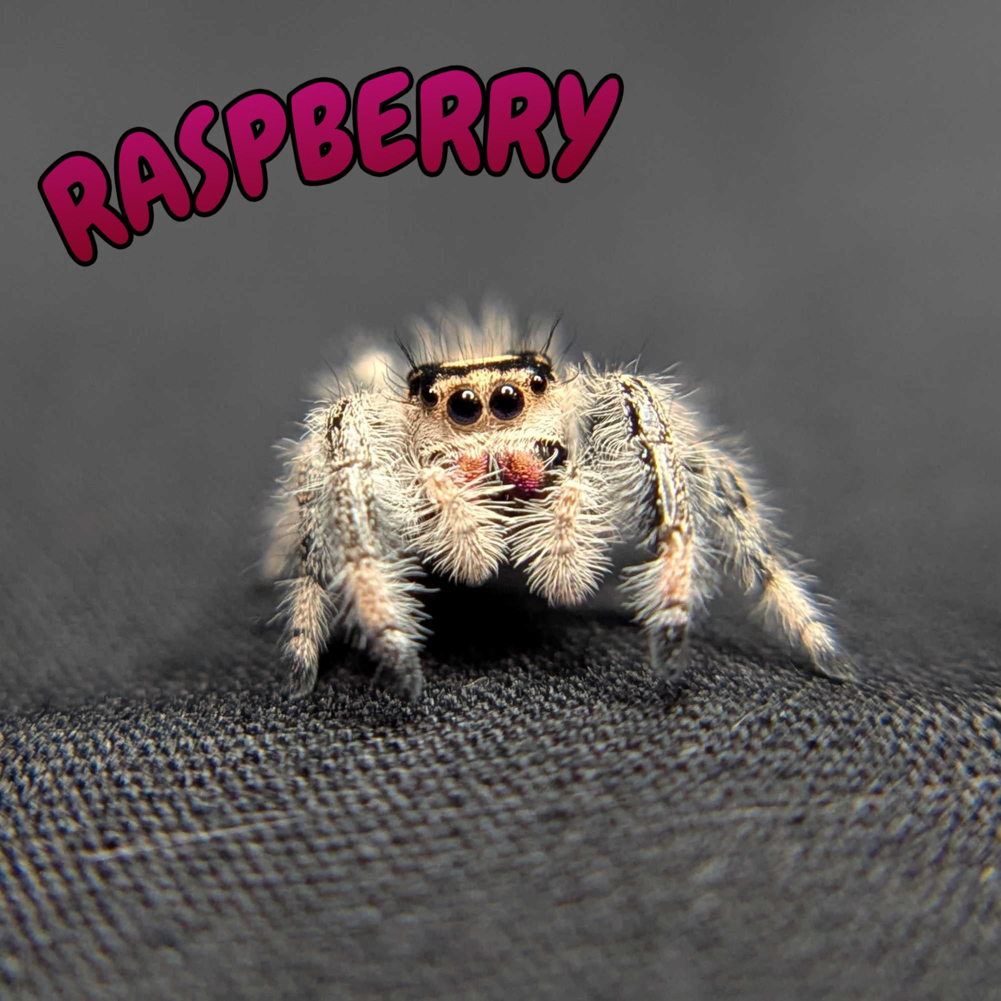 Regal Jumping Spider "Raspberry"