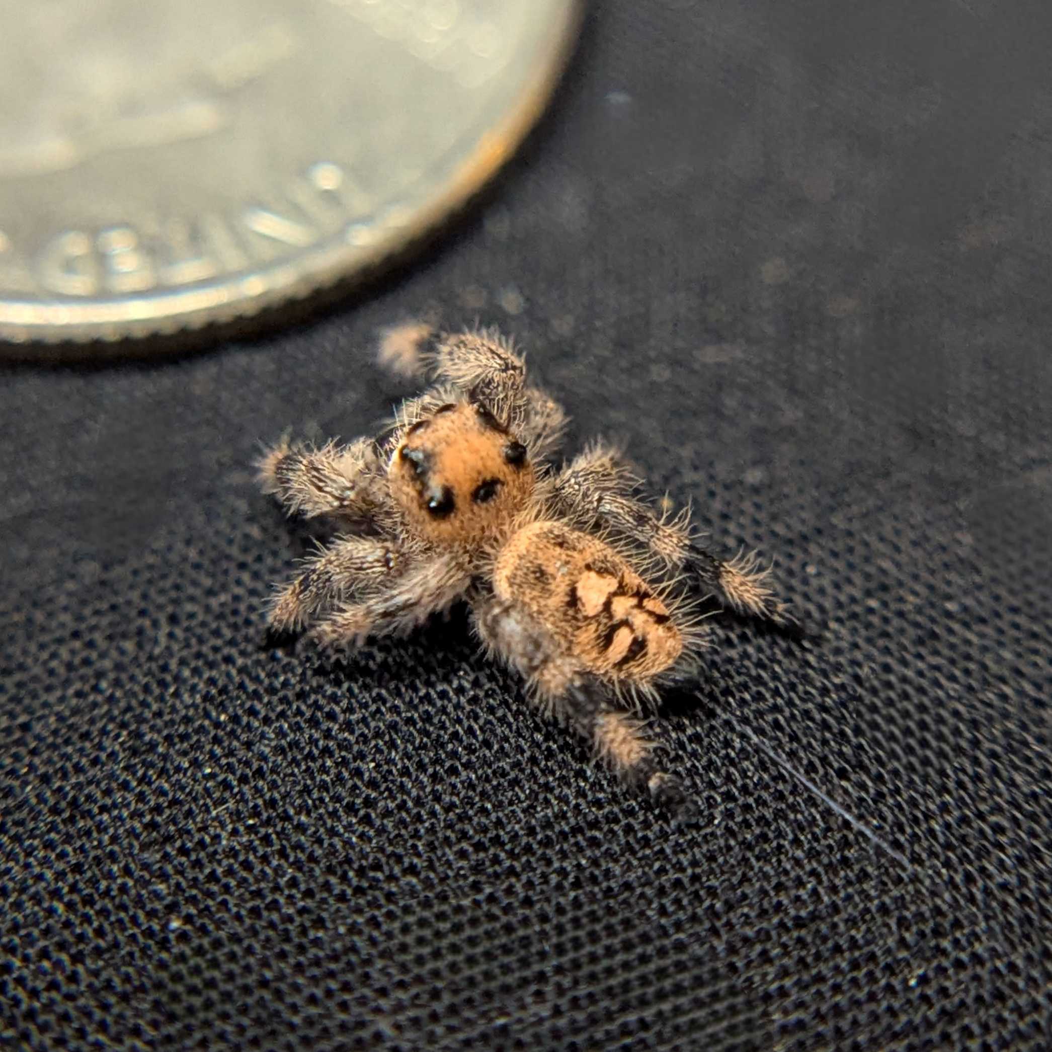 Regal Jumping Spider “Penny”