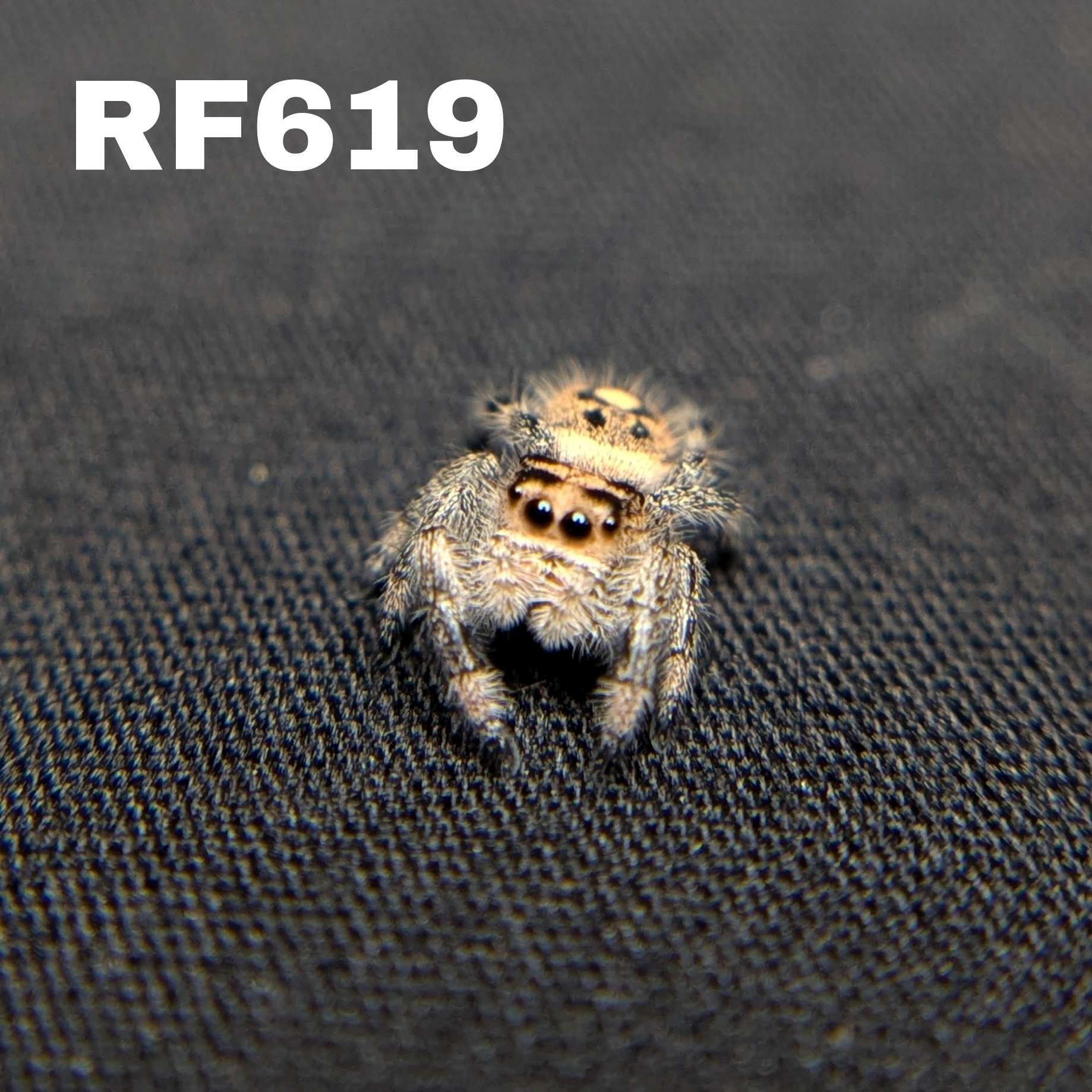 Regal Jumping Spider "Love"