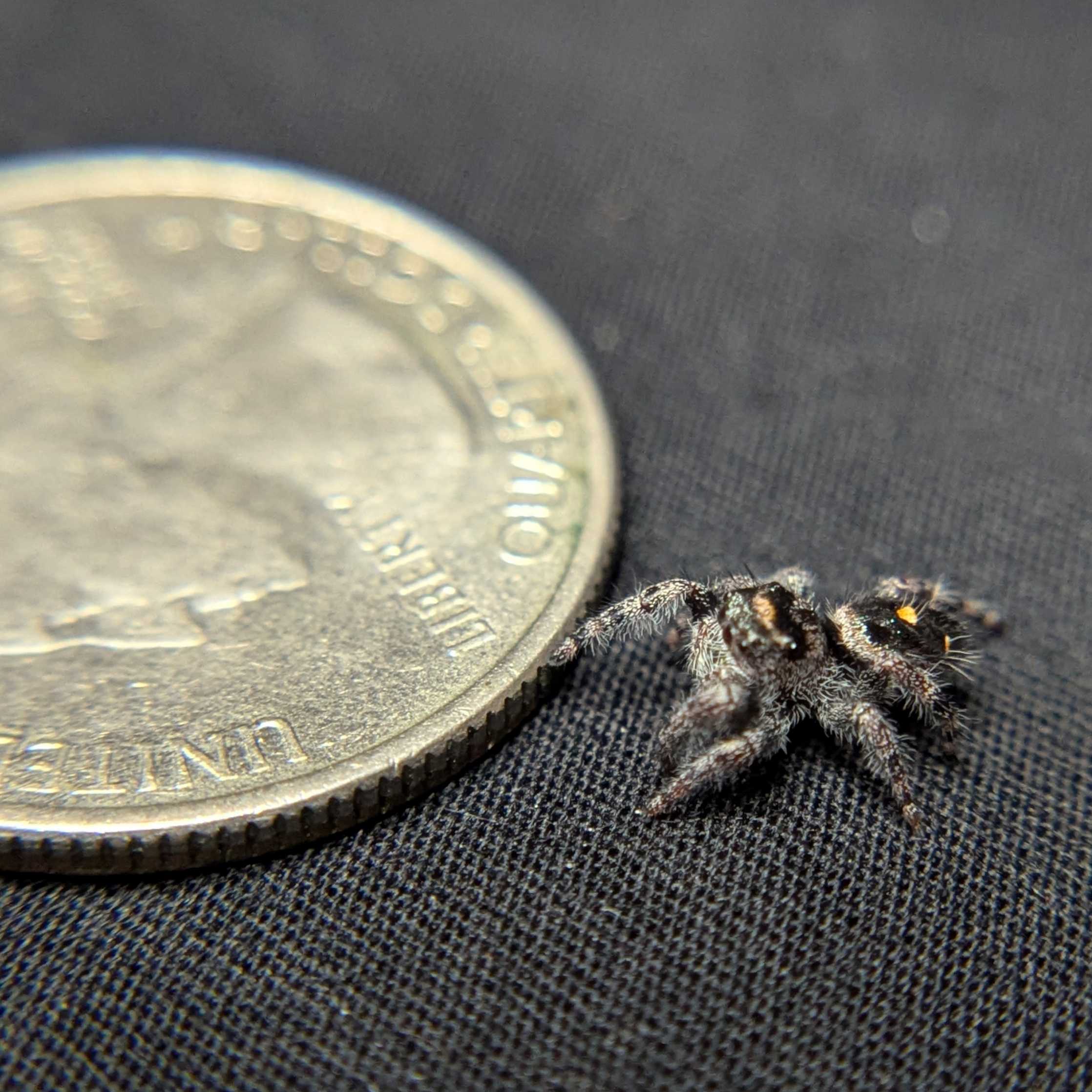 Regal Jumping Spider "Bean"