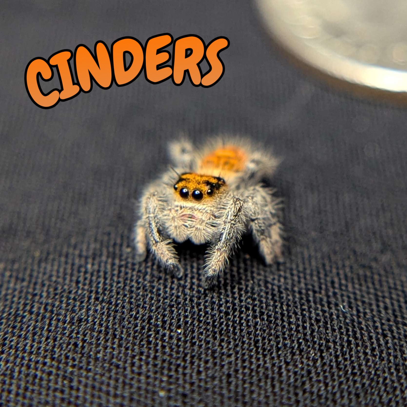 Regal Jumping Spider "Cinders"