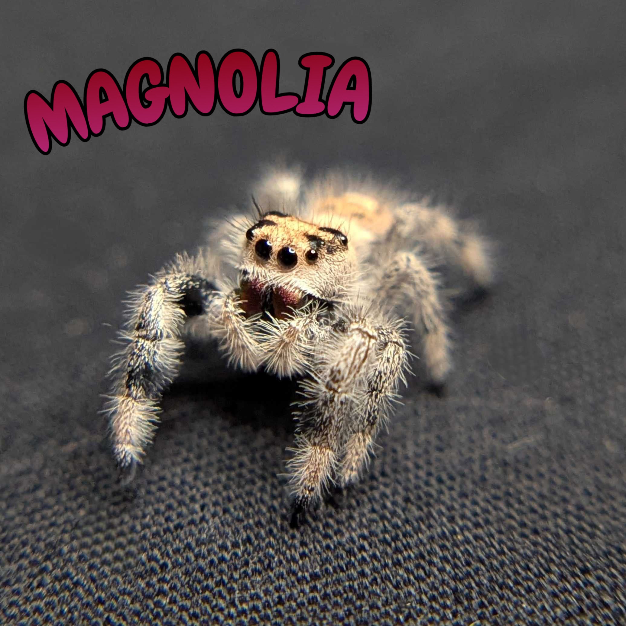 Regal Jumping Spider “Magnolia”