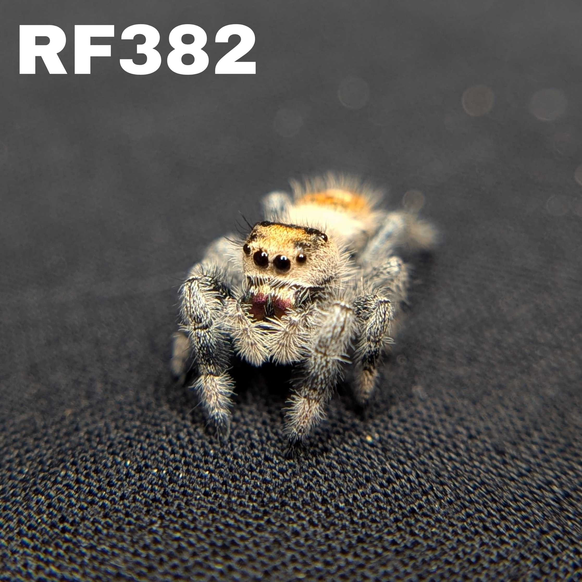Regal Jumping Spider "Heat"