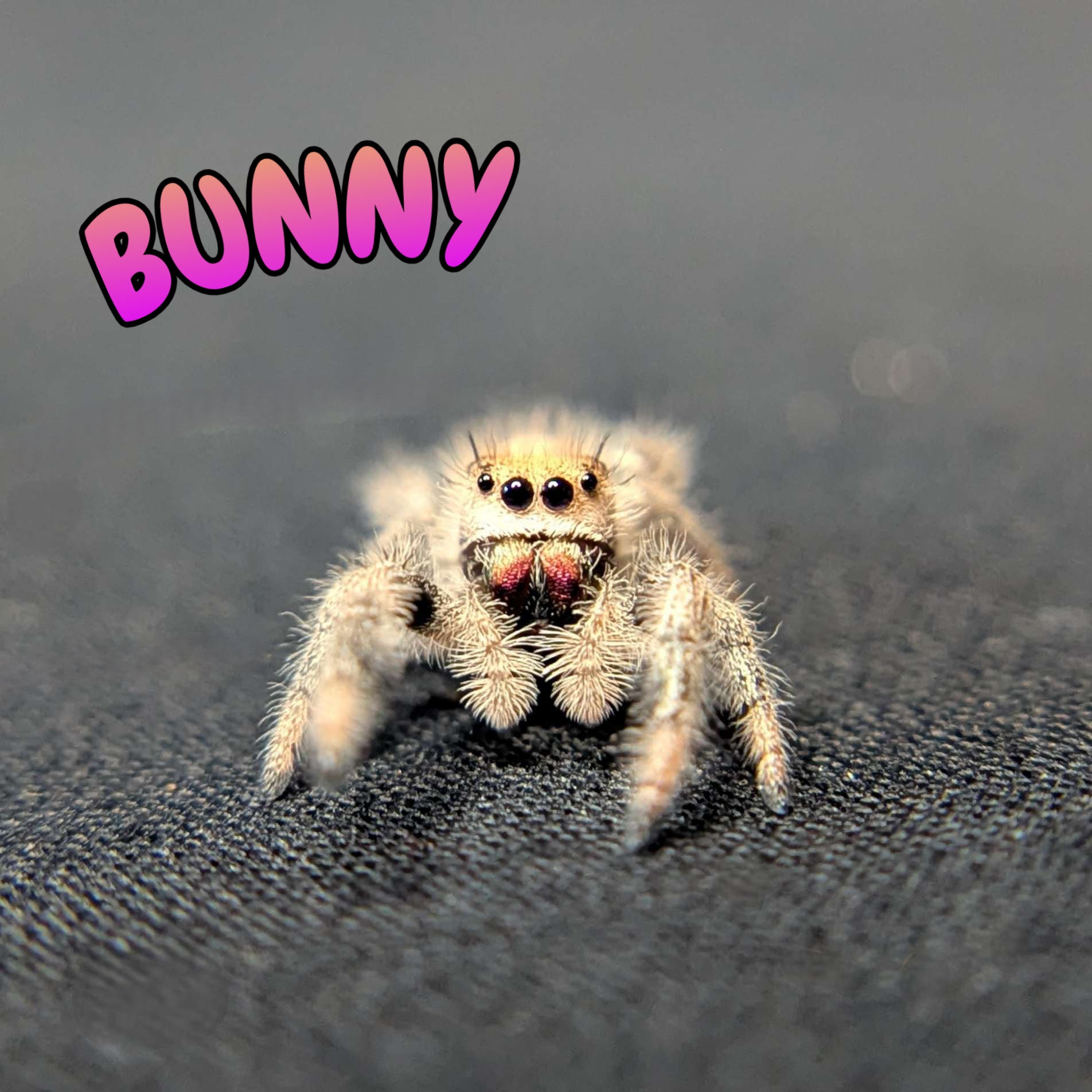 Regal Jumping Spider "Bunny"