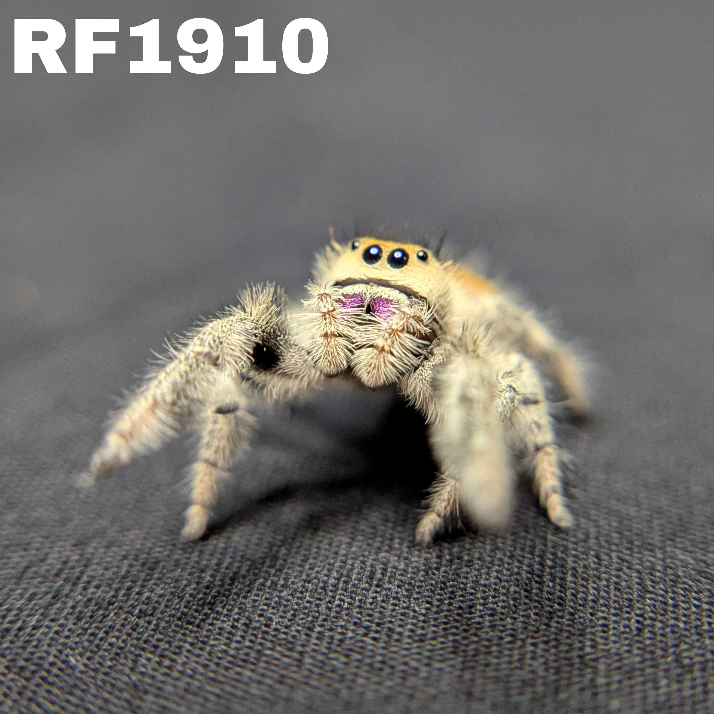 Regal Jumping Spider "Gemstone"