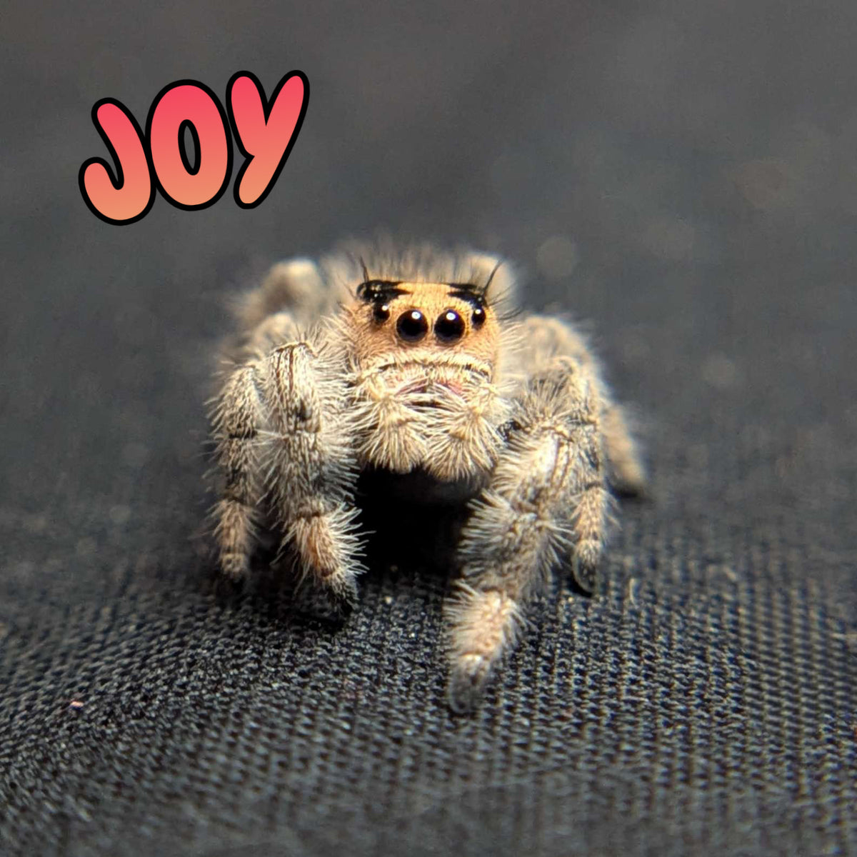 Regal Jumping Spider "Joy"