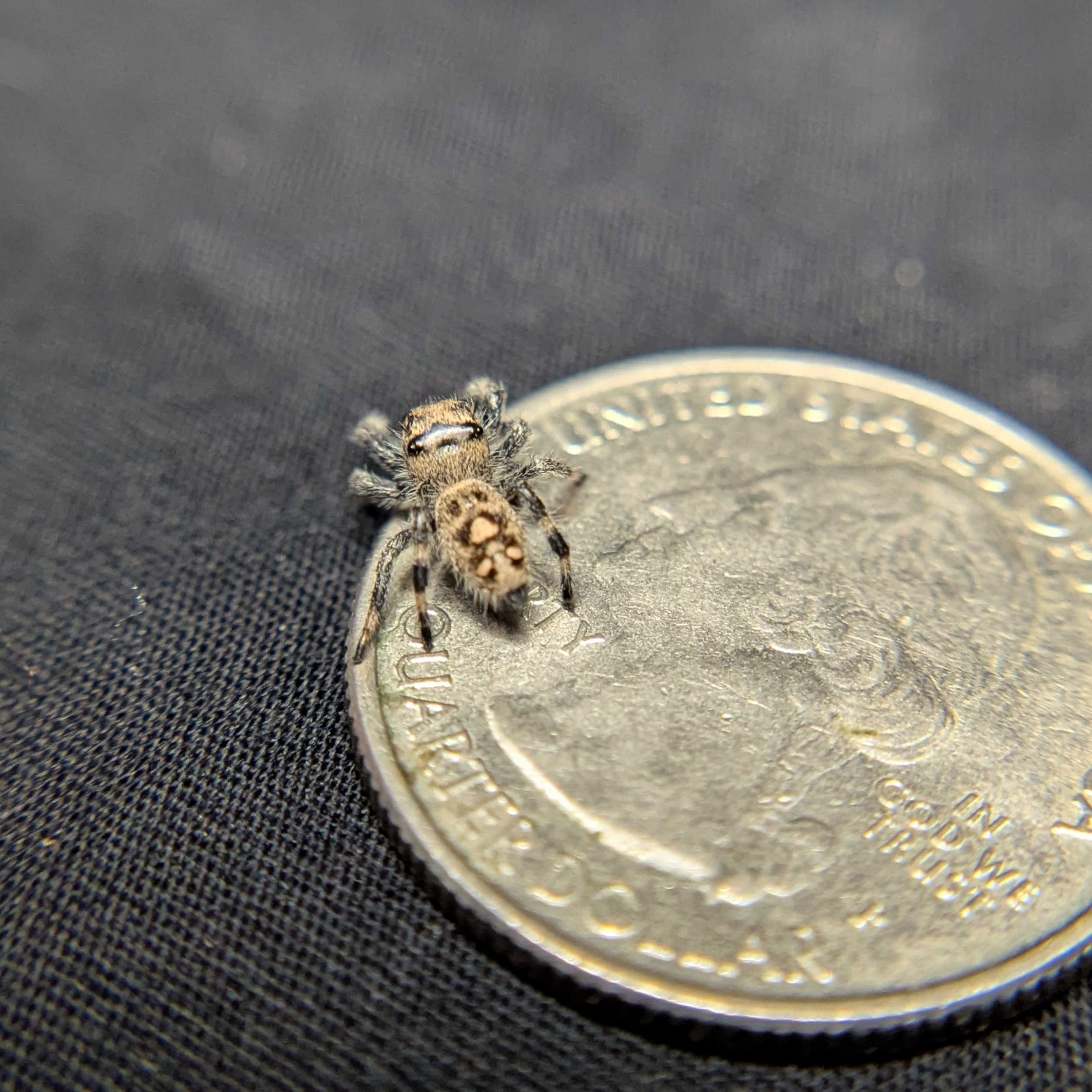 Regal Jumping Spider "Cream"