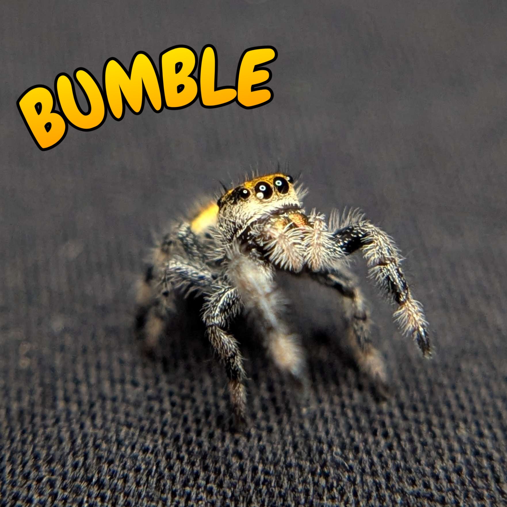 Regal Jumping Spider "Bumble"