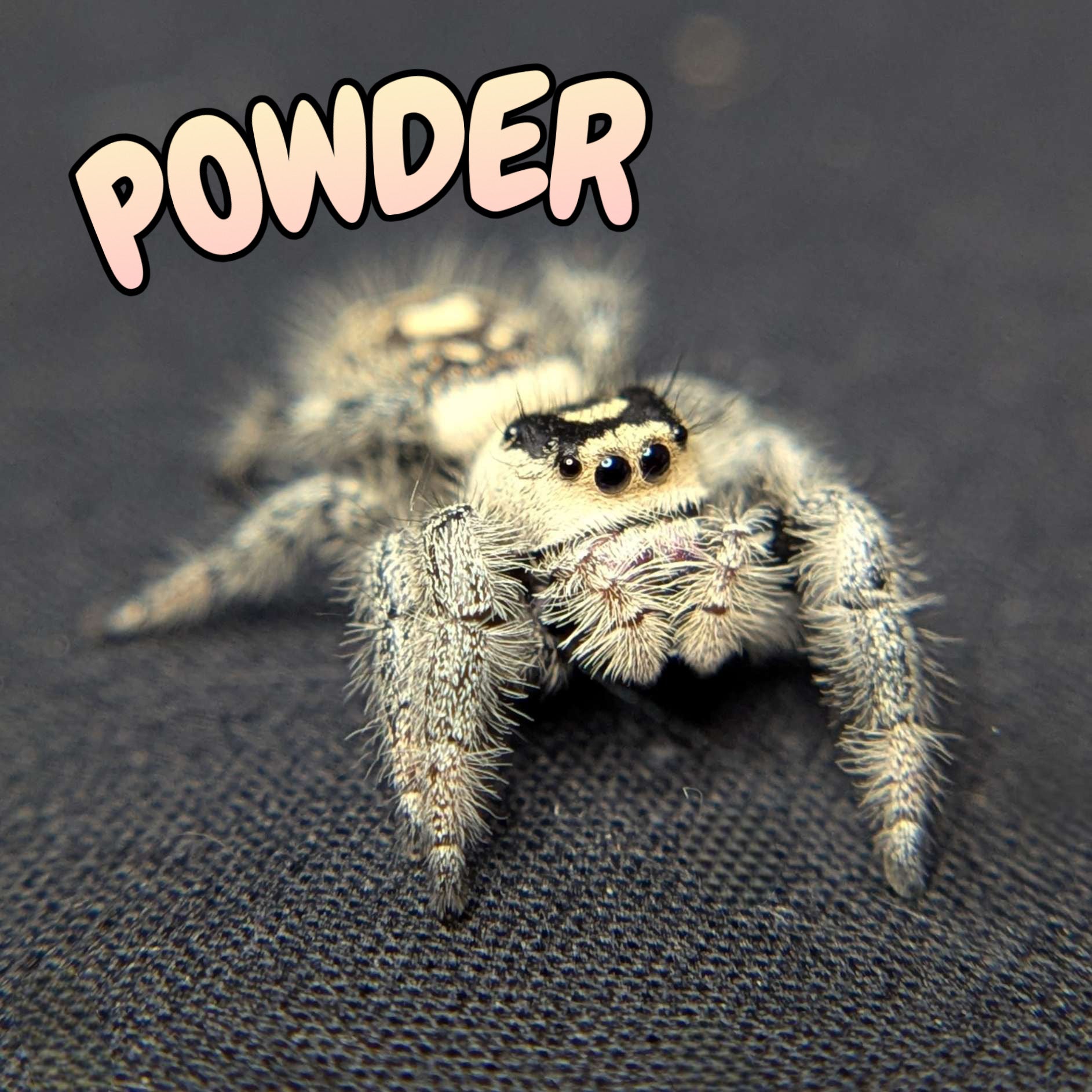 Regal Jumping Spider "Powder"