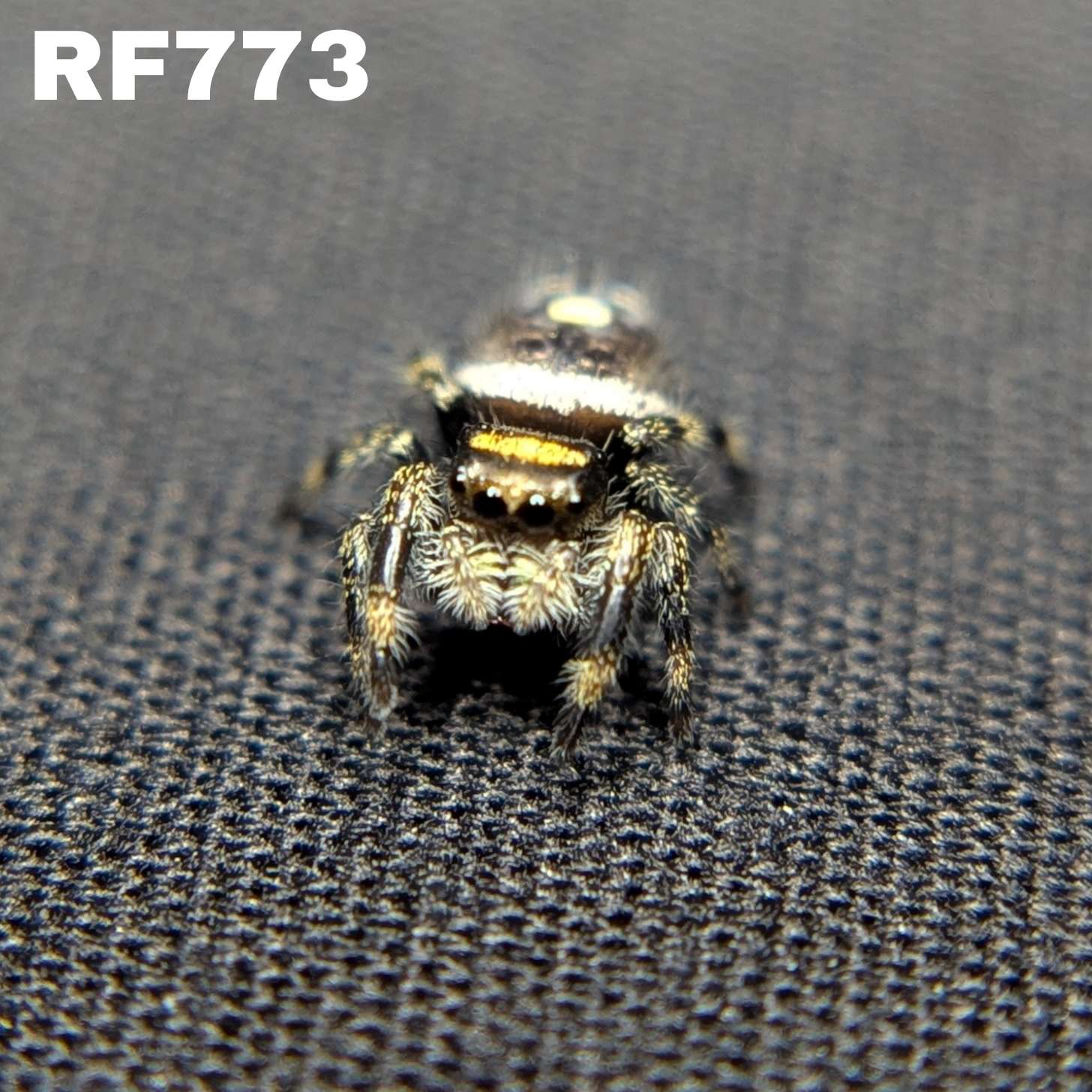 Regal Jumping Spider "Toxic"
