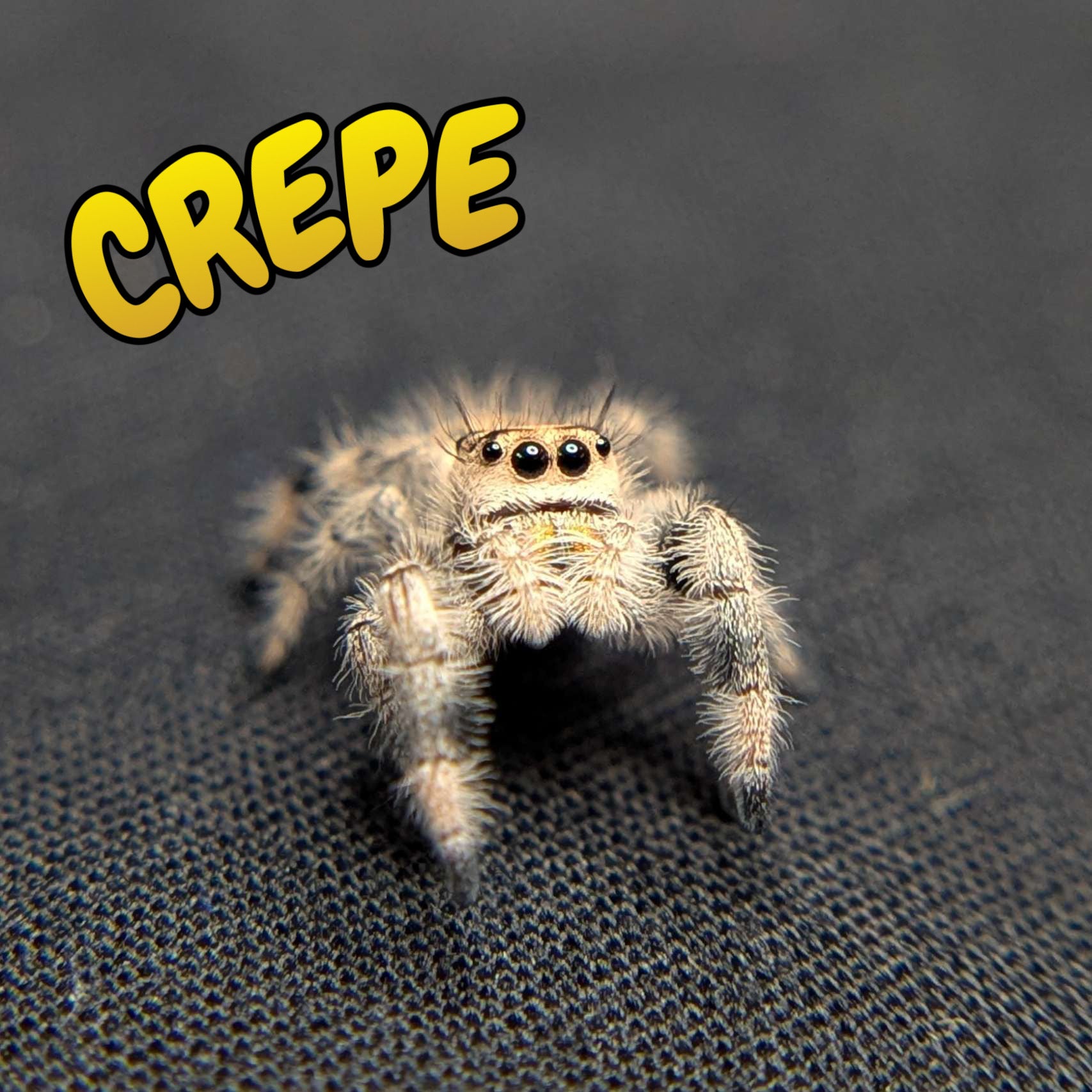 Regal Jumping Spider "Crepe"