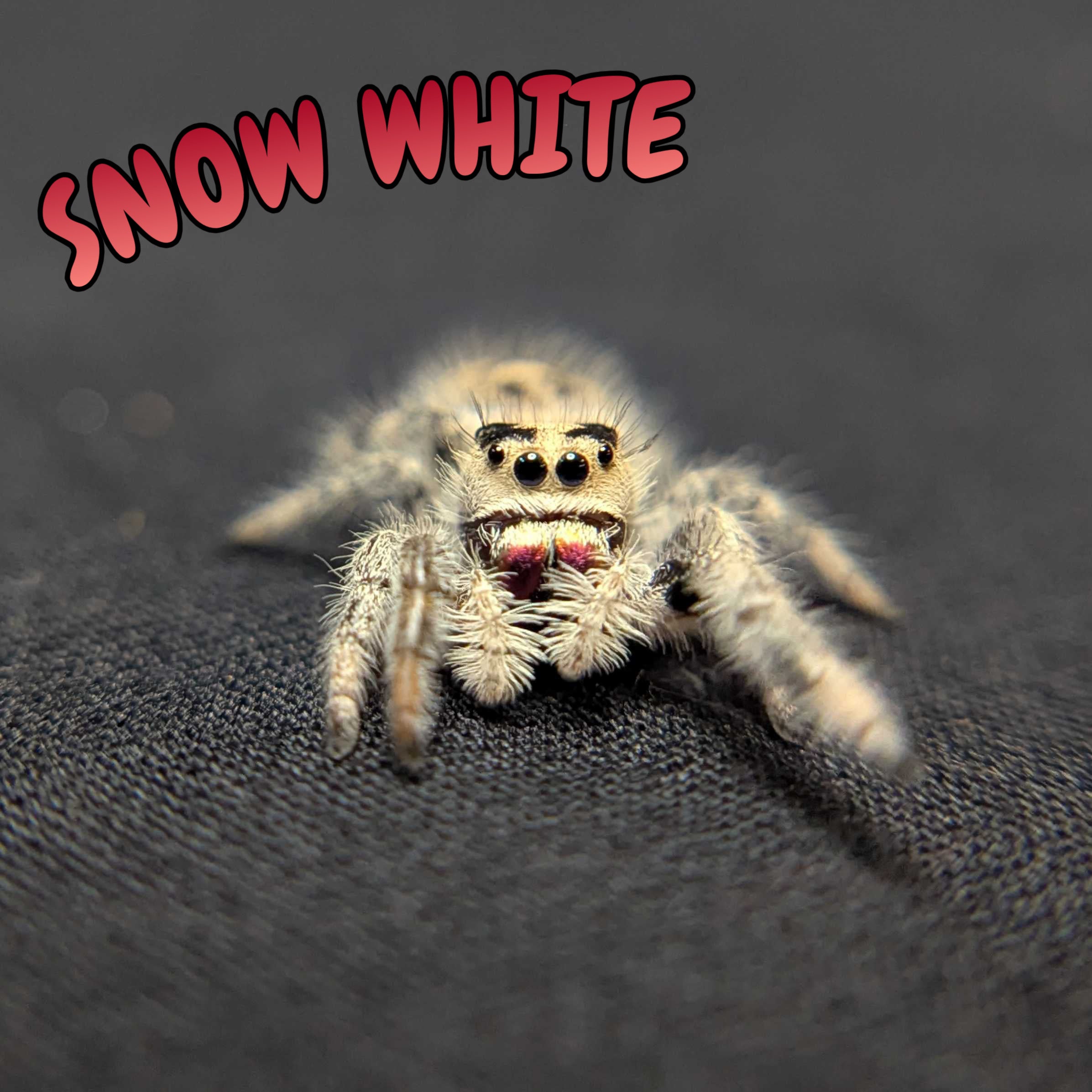 Regal Jumping Spider "Snow White"