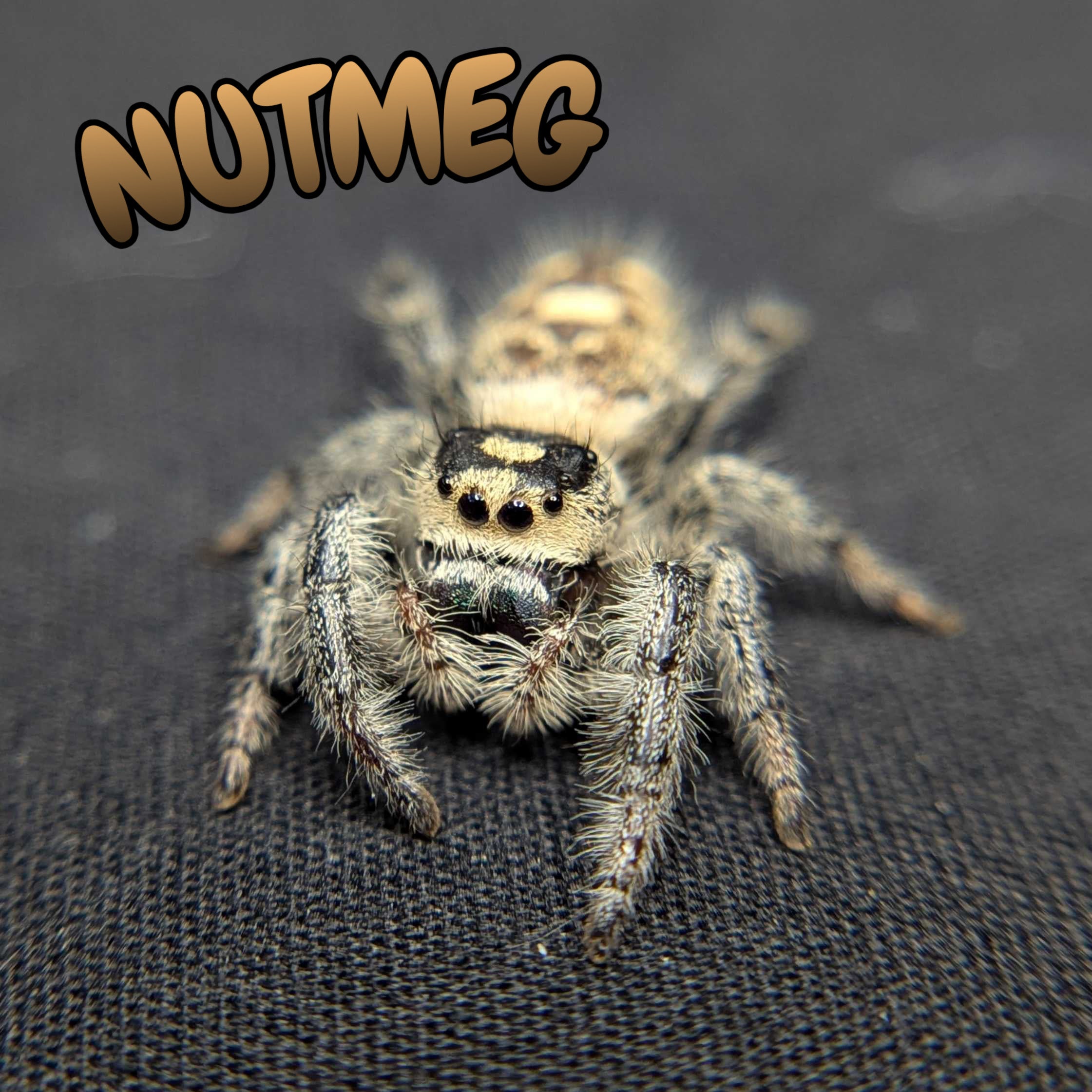 Regal Jumping Spider "Nutmeg"