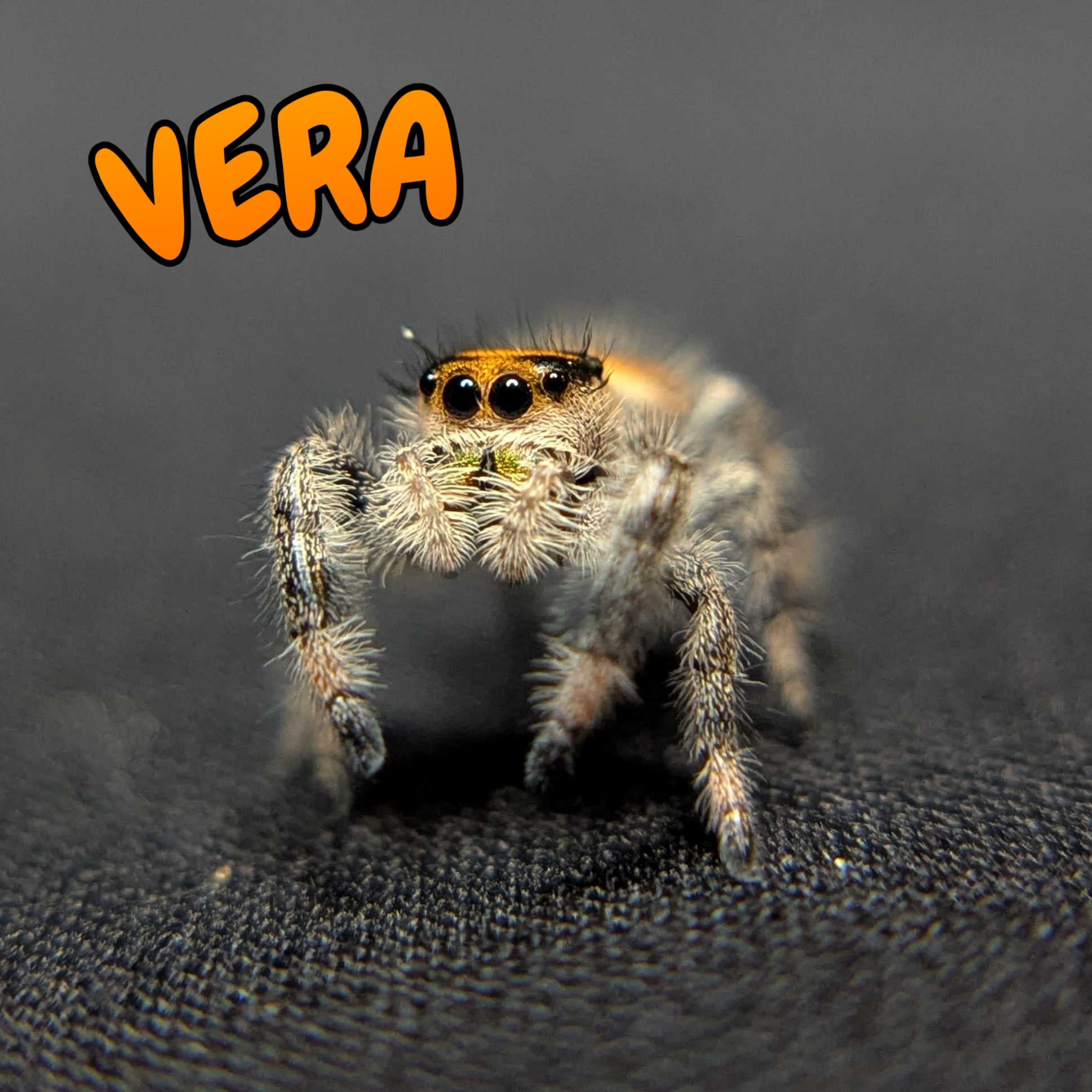 Regal Jumping Spider “Vera”