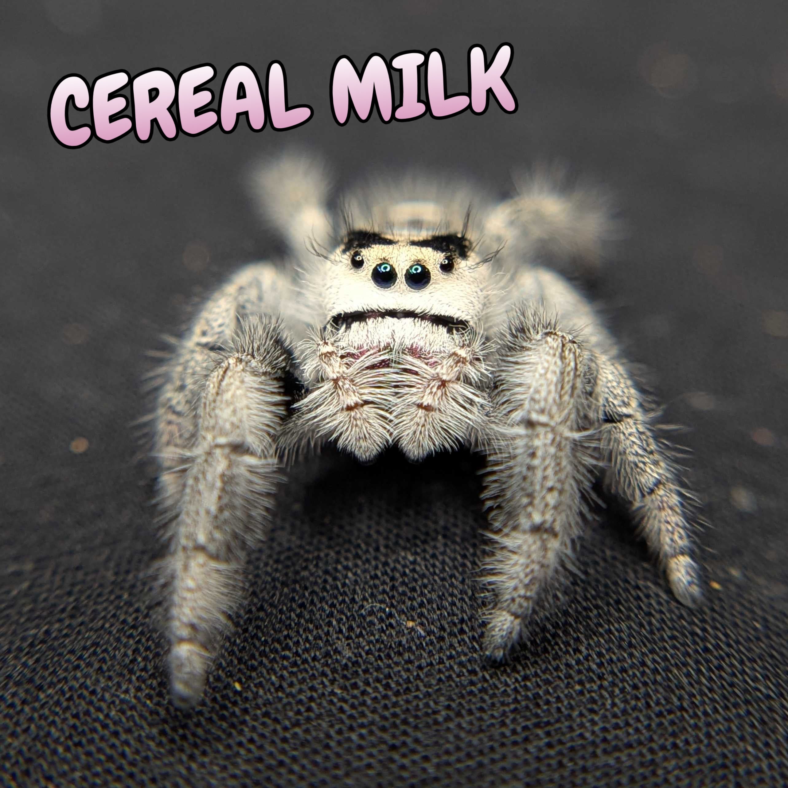 Regal Jumping Spider “Cereal Milk”