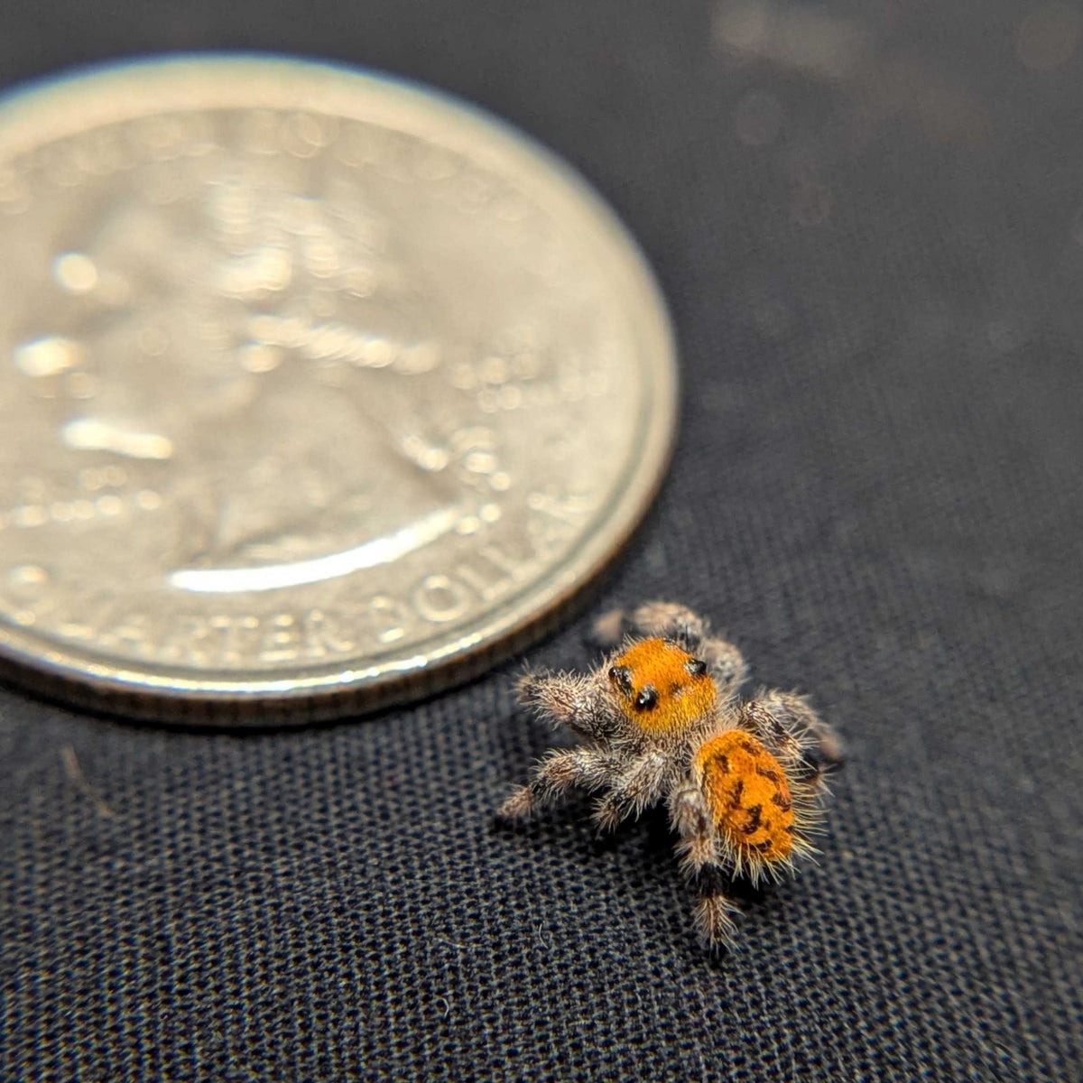 Regal Jumping Spider "Pepper"