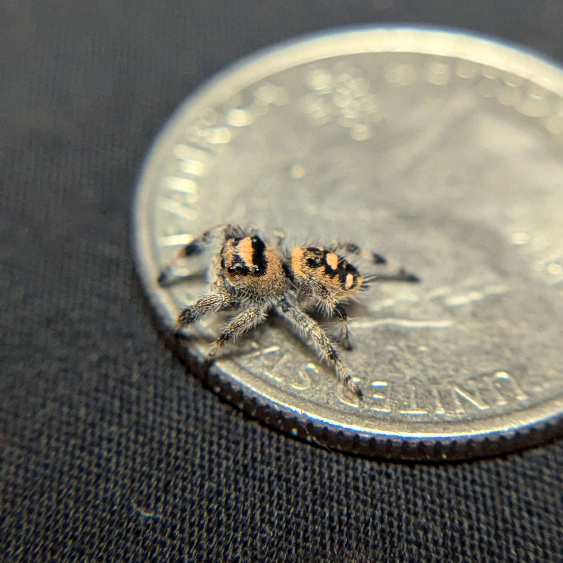 Regal Jumping Spider "Fruit"