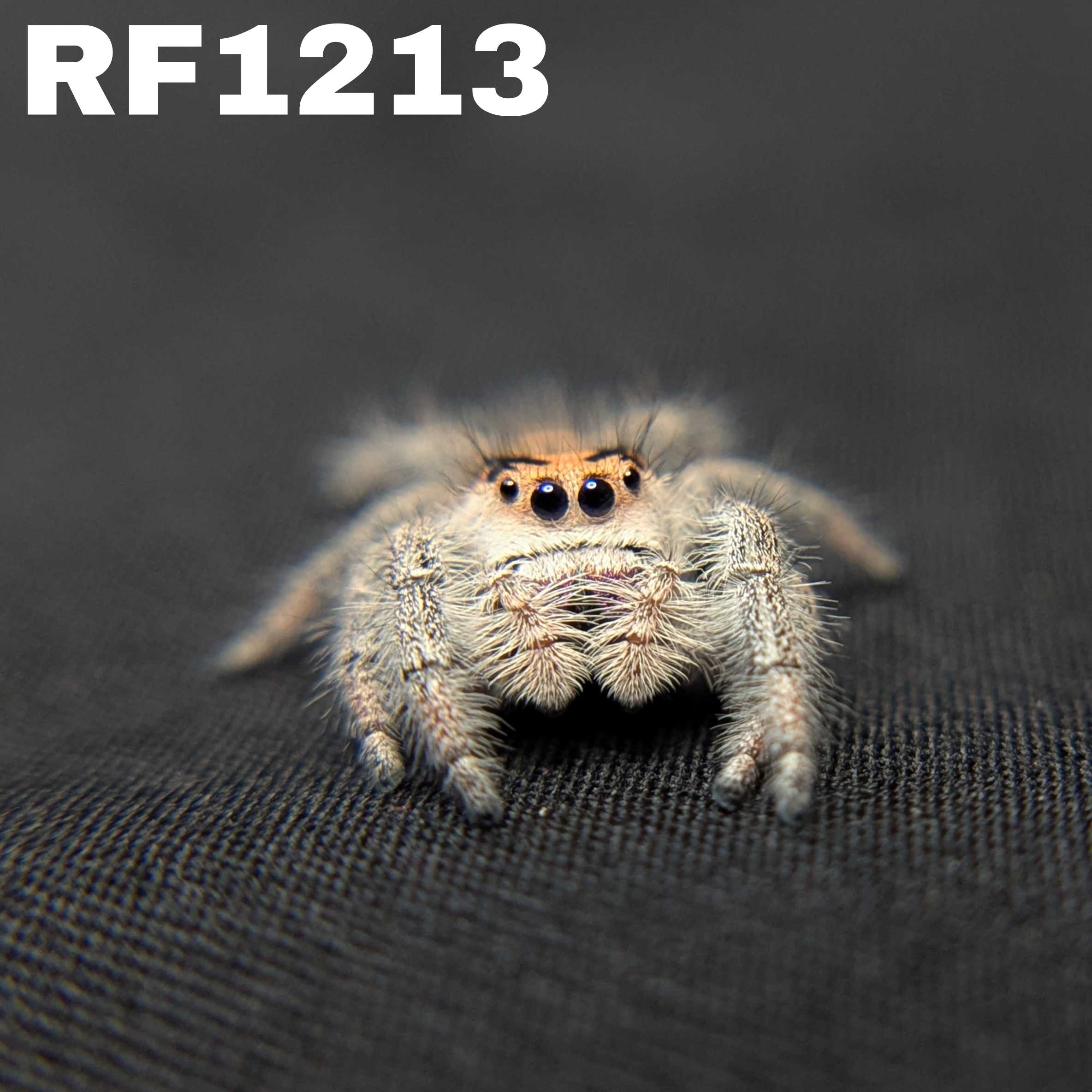 Regal Jumping Spider "Grace"