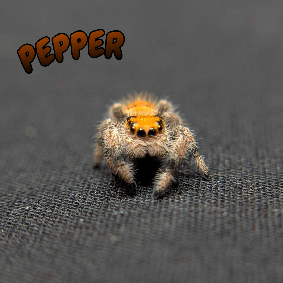 Regal Jumping Spider "Pepper"