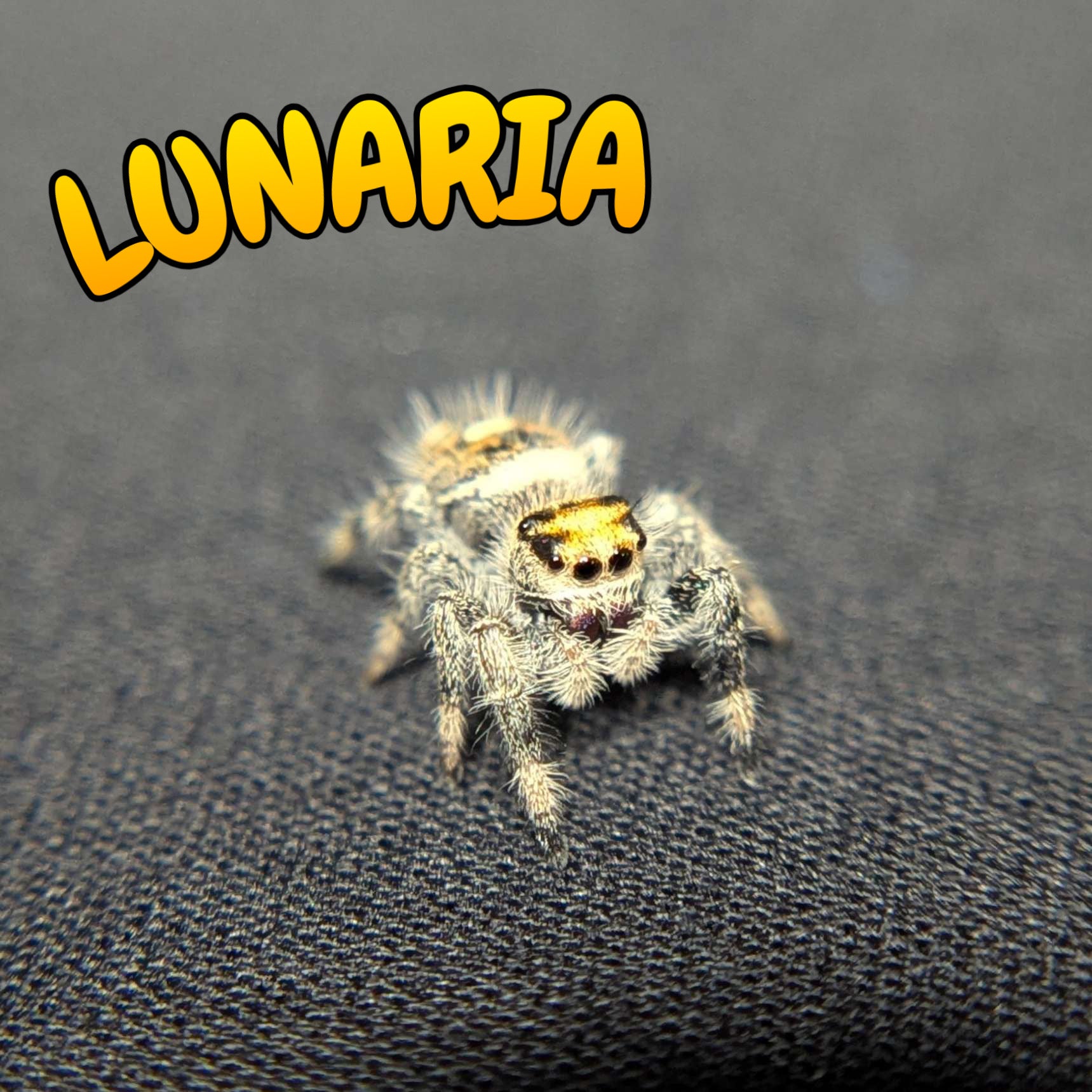 Regal Jumping Spider "Lunaria"