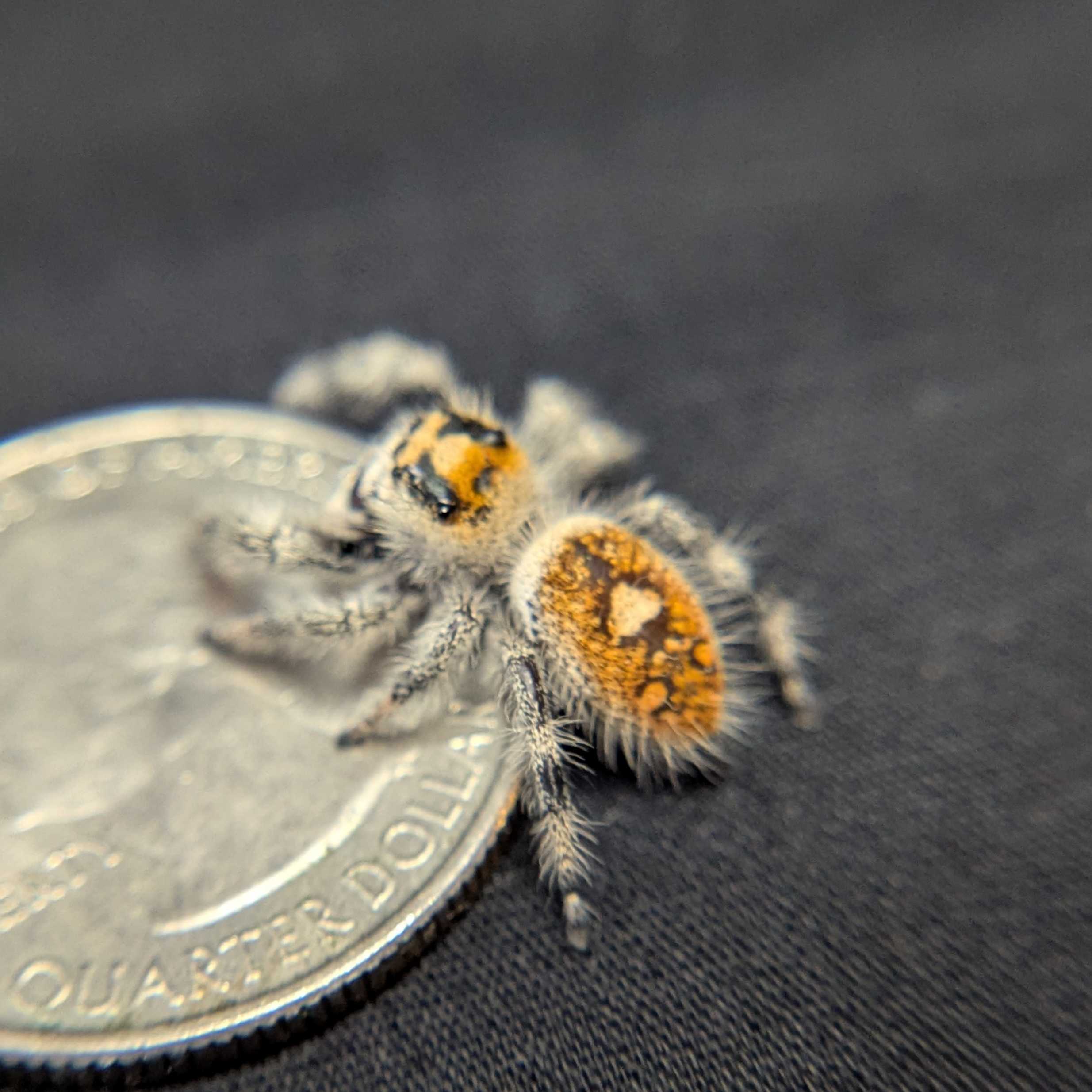 Regal Jumping Spider "Jade"