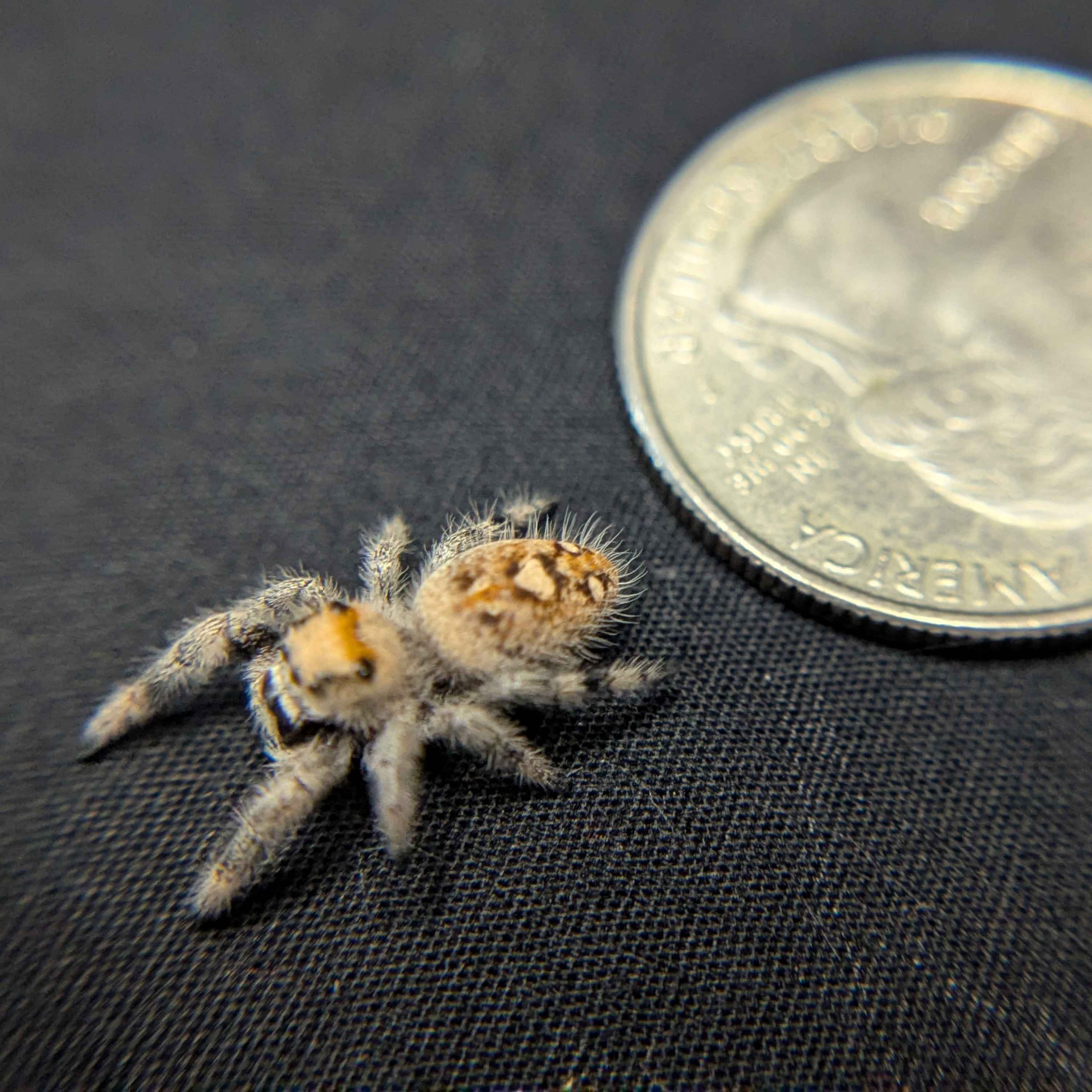 Regal Jumping Spider "Sprinkle"