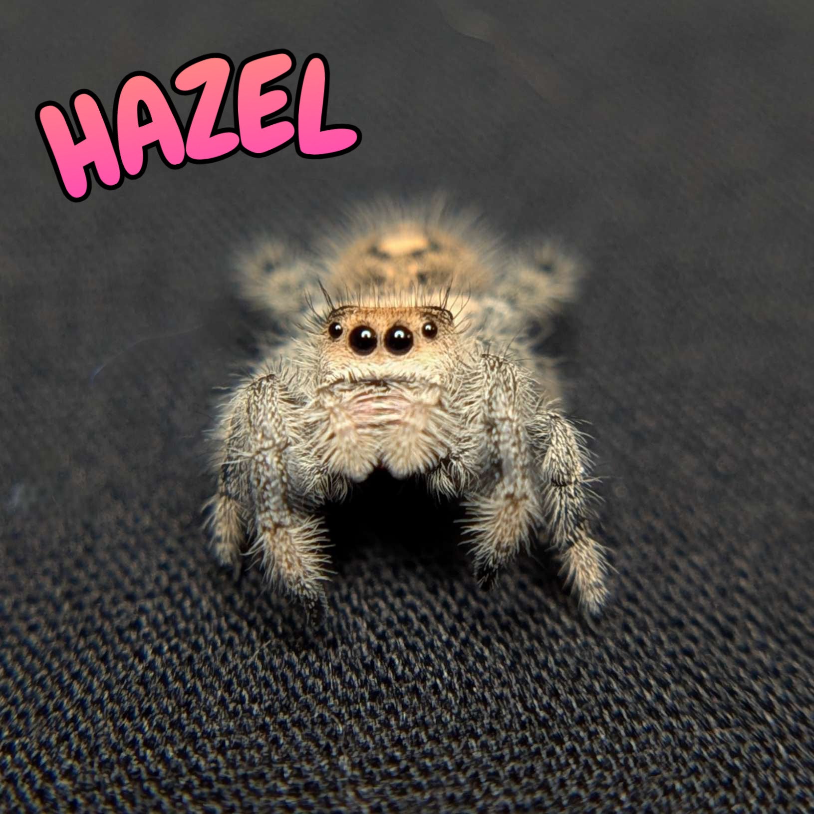 Regal Jumping Spider "Hazel"
