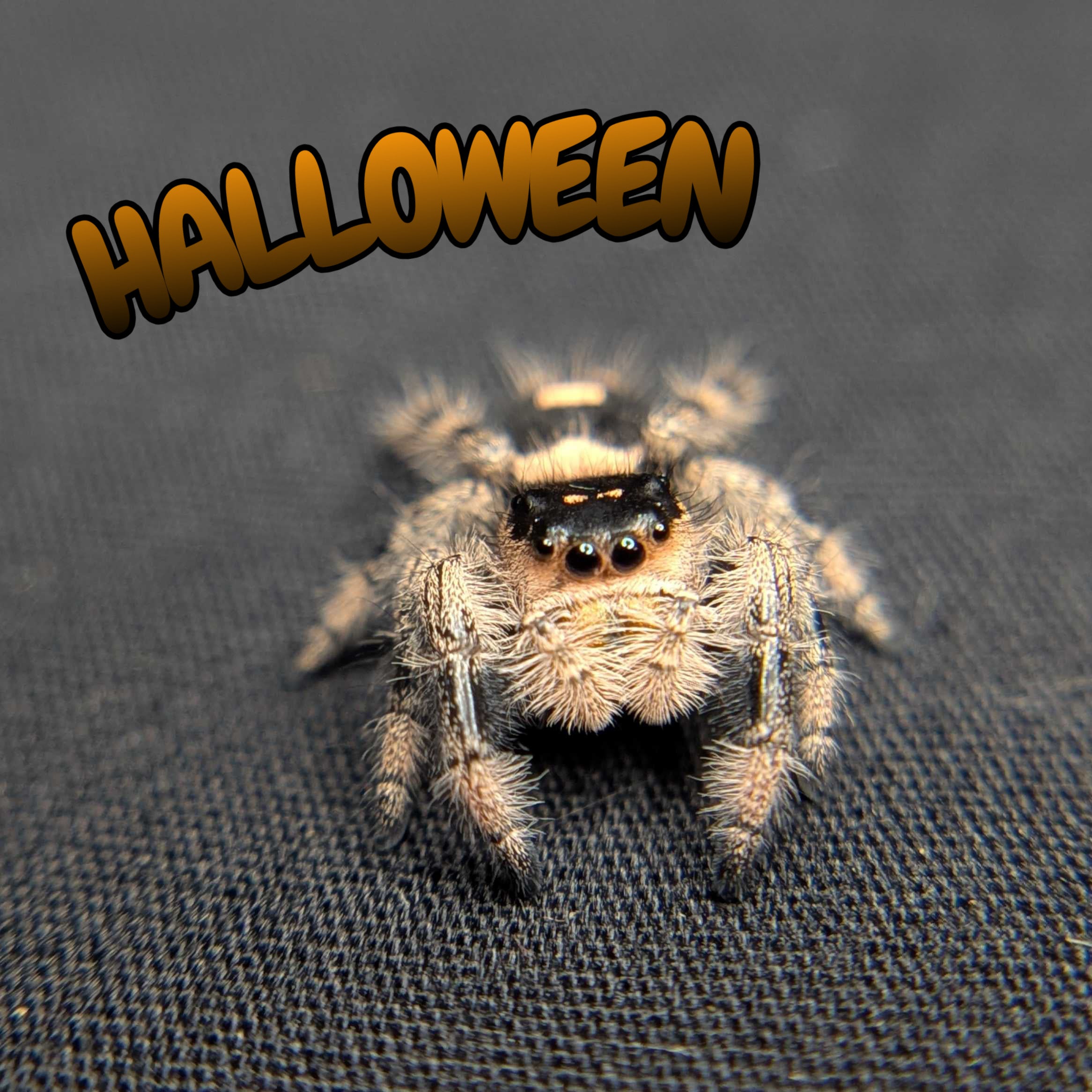 Regal Jumping Spider "Halloween"
