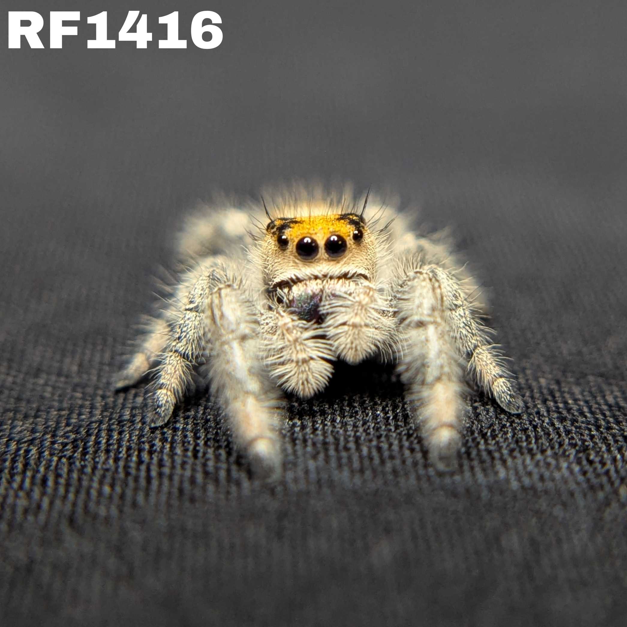 Regal Jumping Spider "Salsa"
