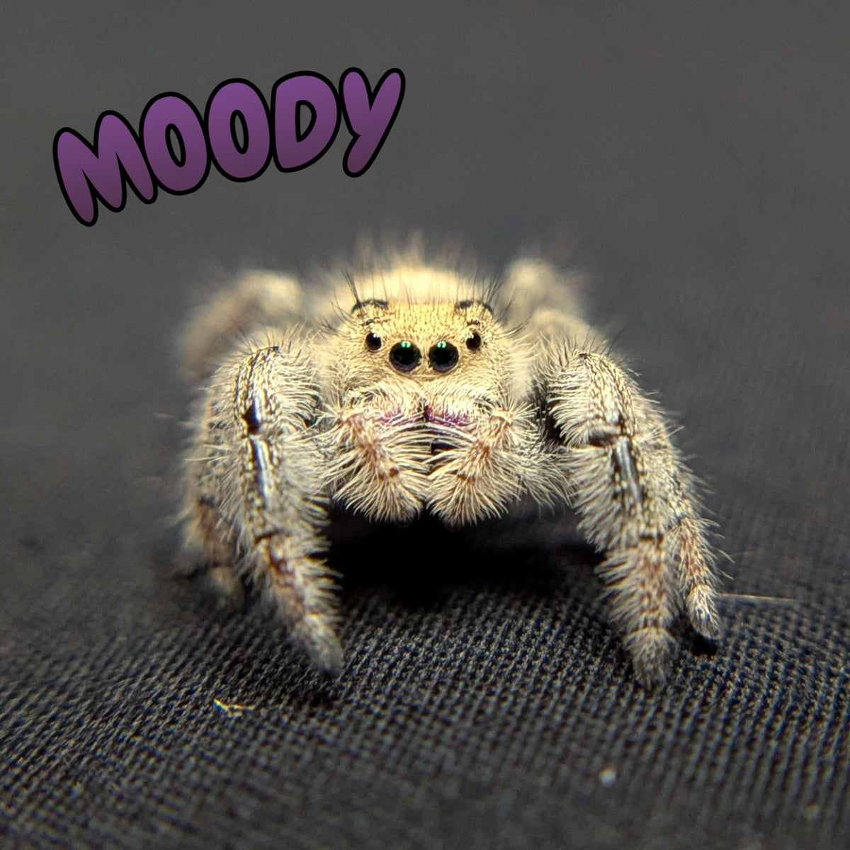Regal Jumping Spider "Moody"