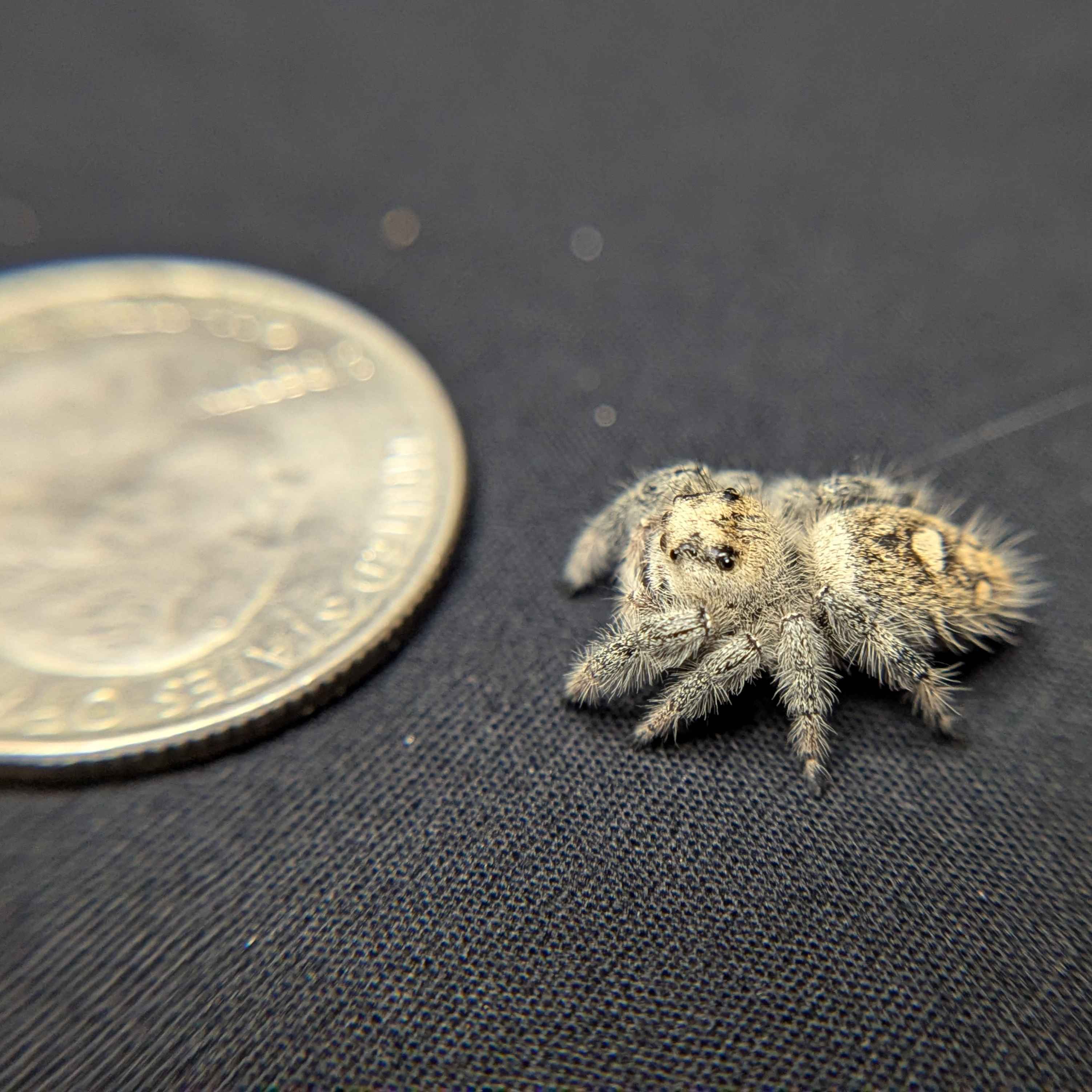 Regal Jumping Spider "Mystara"