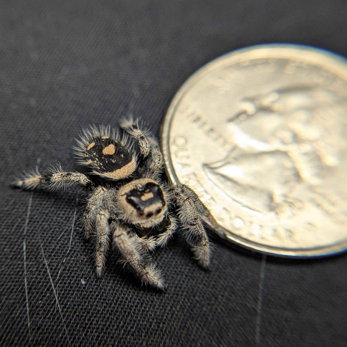 Regal Jumping Spider "Bunny"