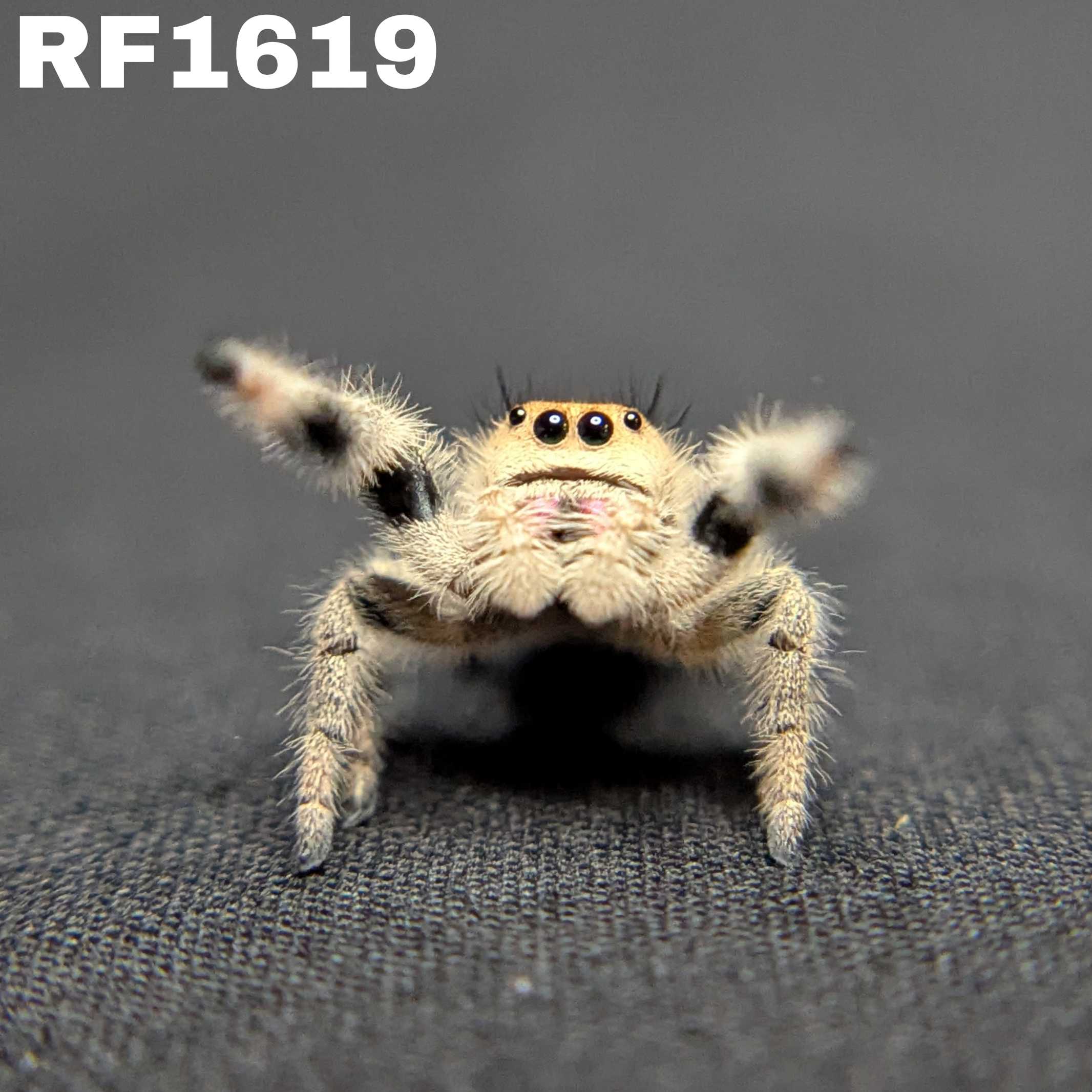 Regal Jumping Spider “Candied Yams”