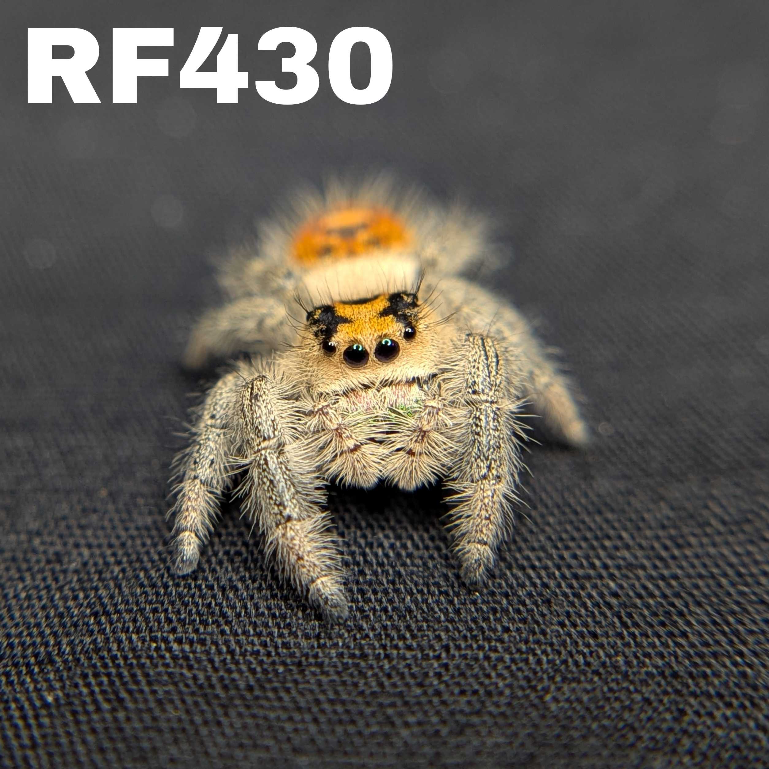 Regal Jumping Spider "Sage"