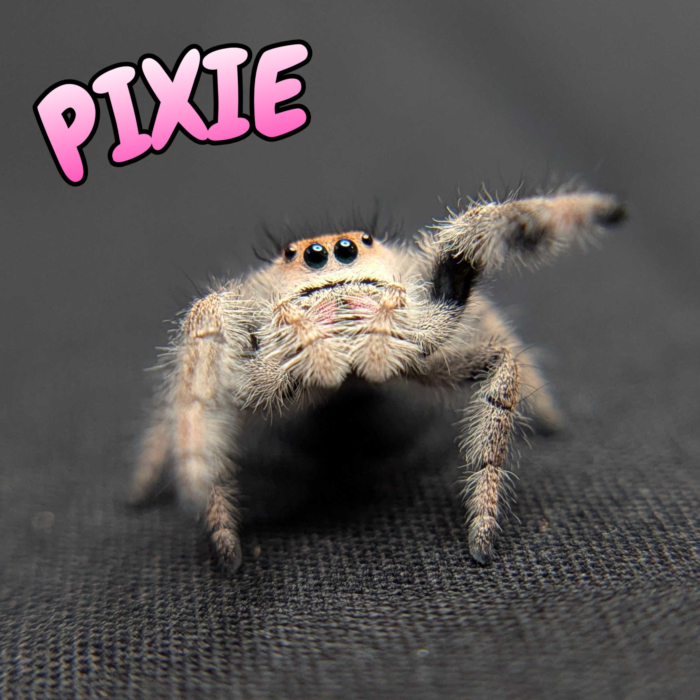 Regal Jumping Spider "Pixie"
