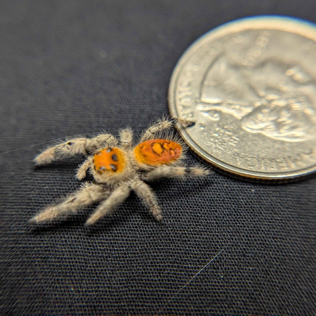 Regal Jumping Spider "Mango"