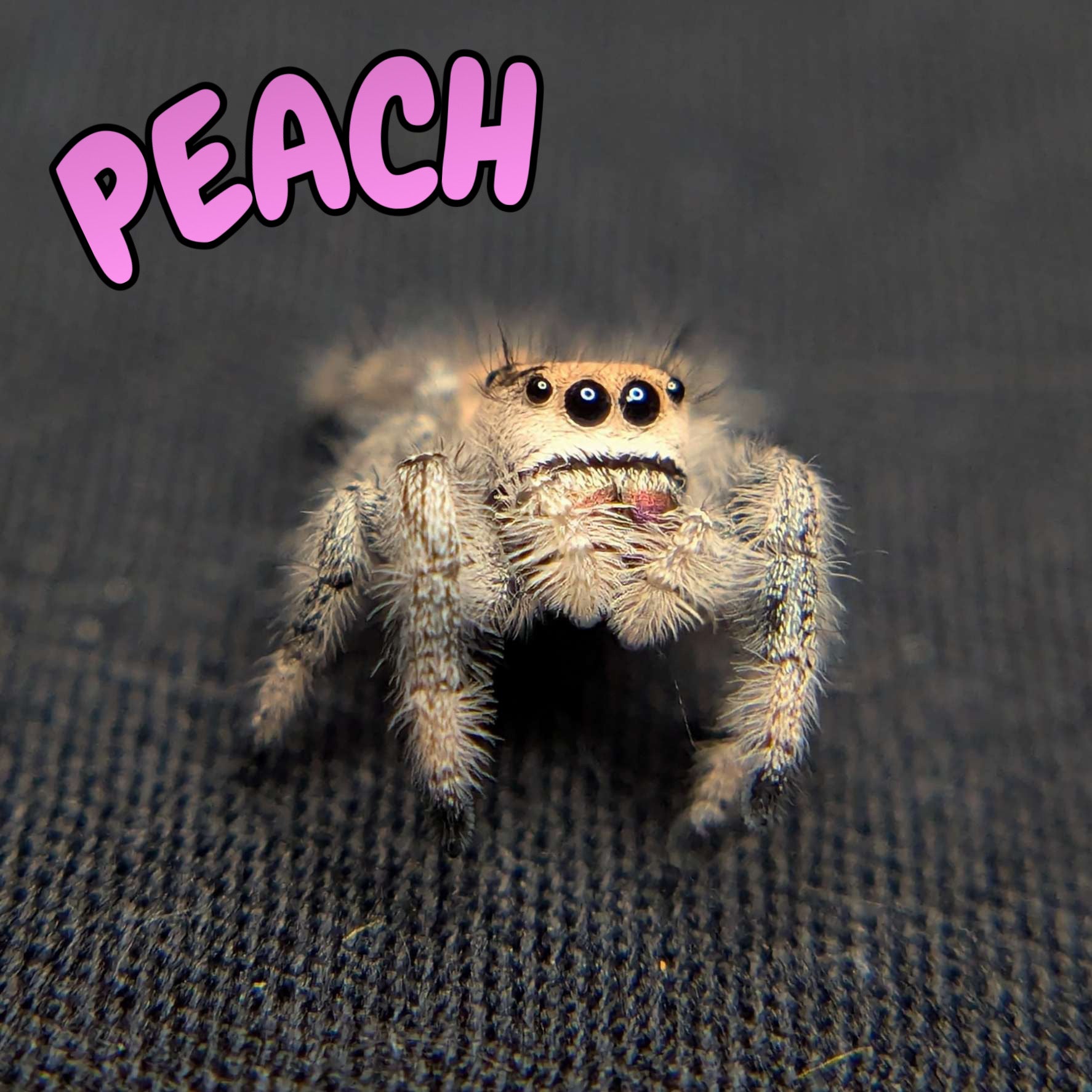 Regal Jumping Spider "Peach"