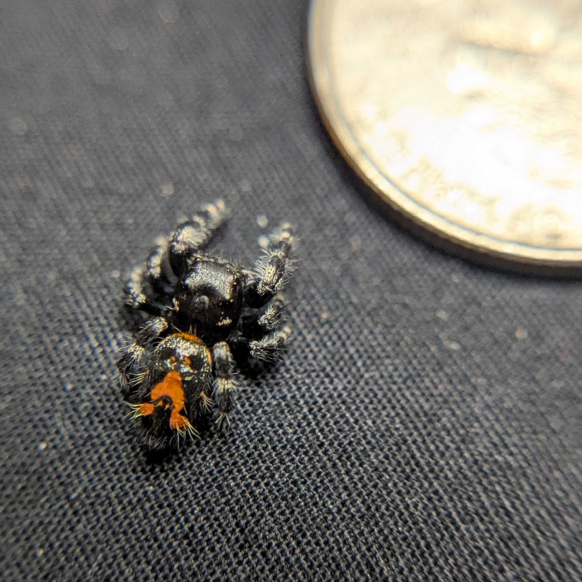 Audax Jumping Spider "Guava"
