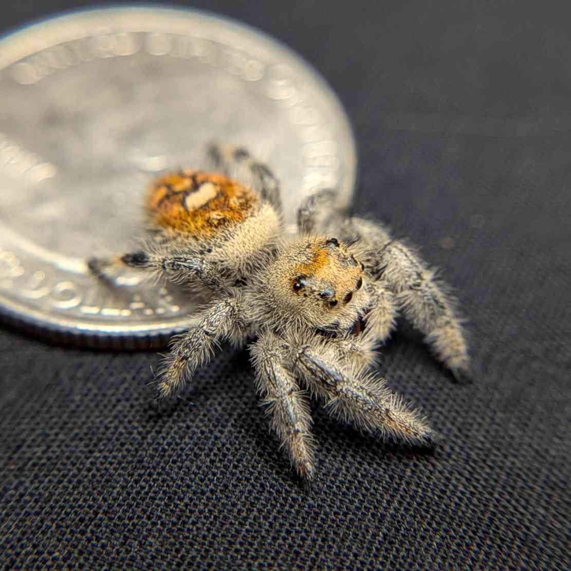 Regal Jumping Spider "Burberry"
