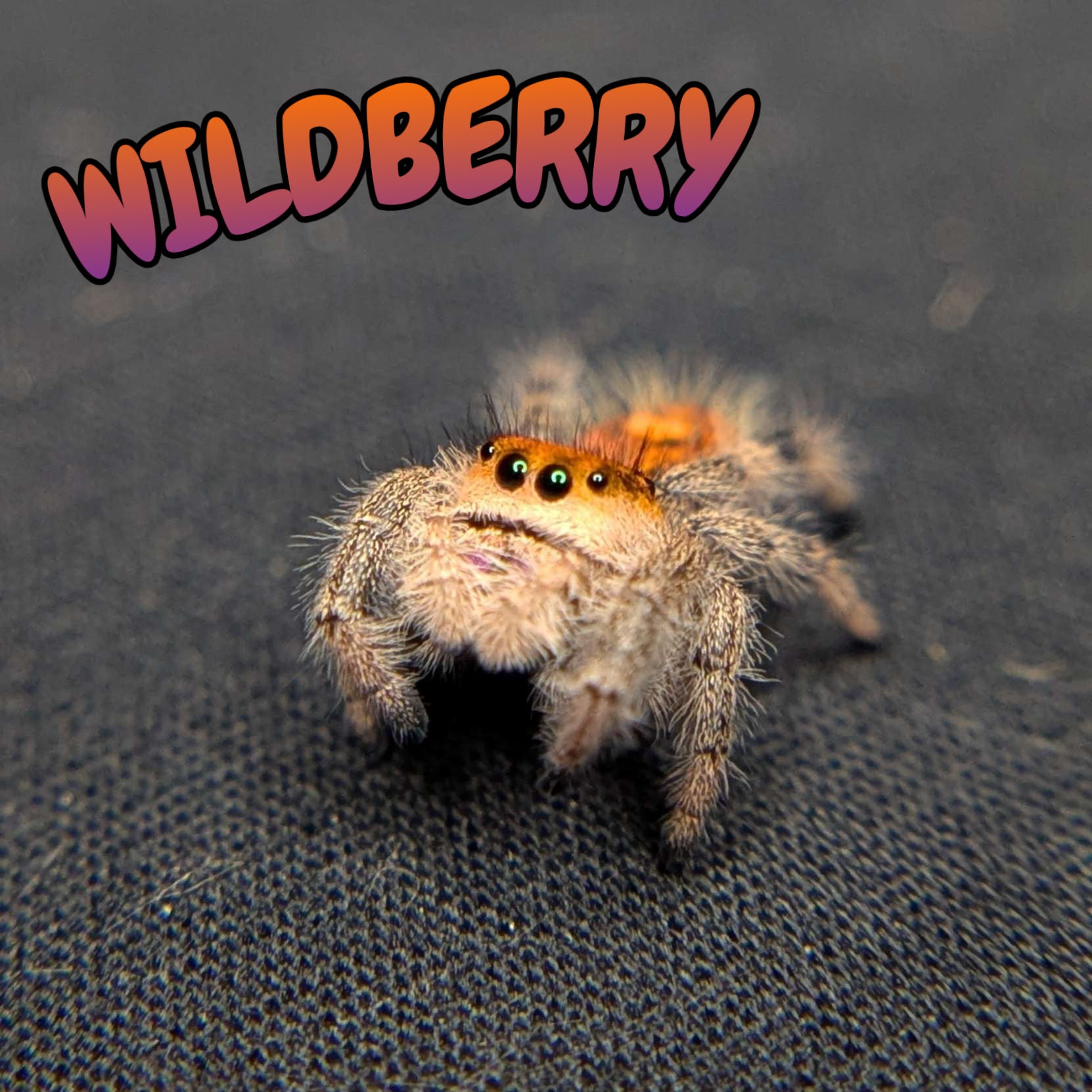 Regal Jumping Spider "Wildberry"