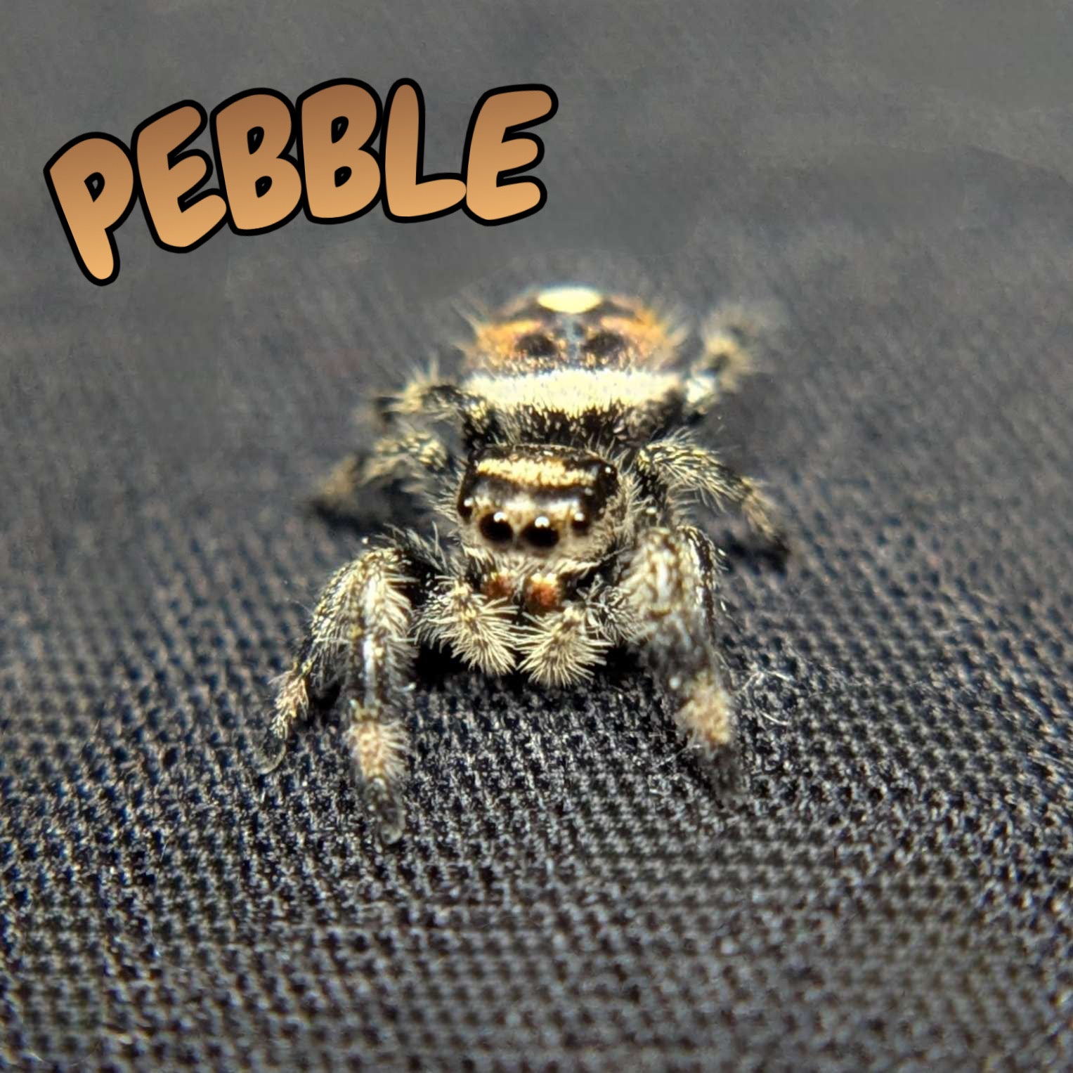 Regal Jumping Spider “Pebble”