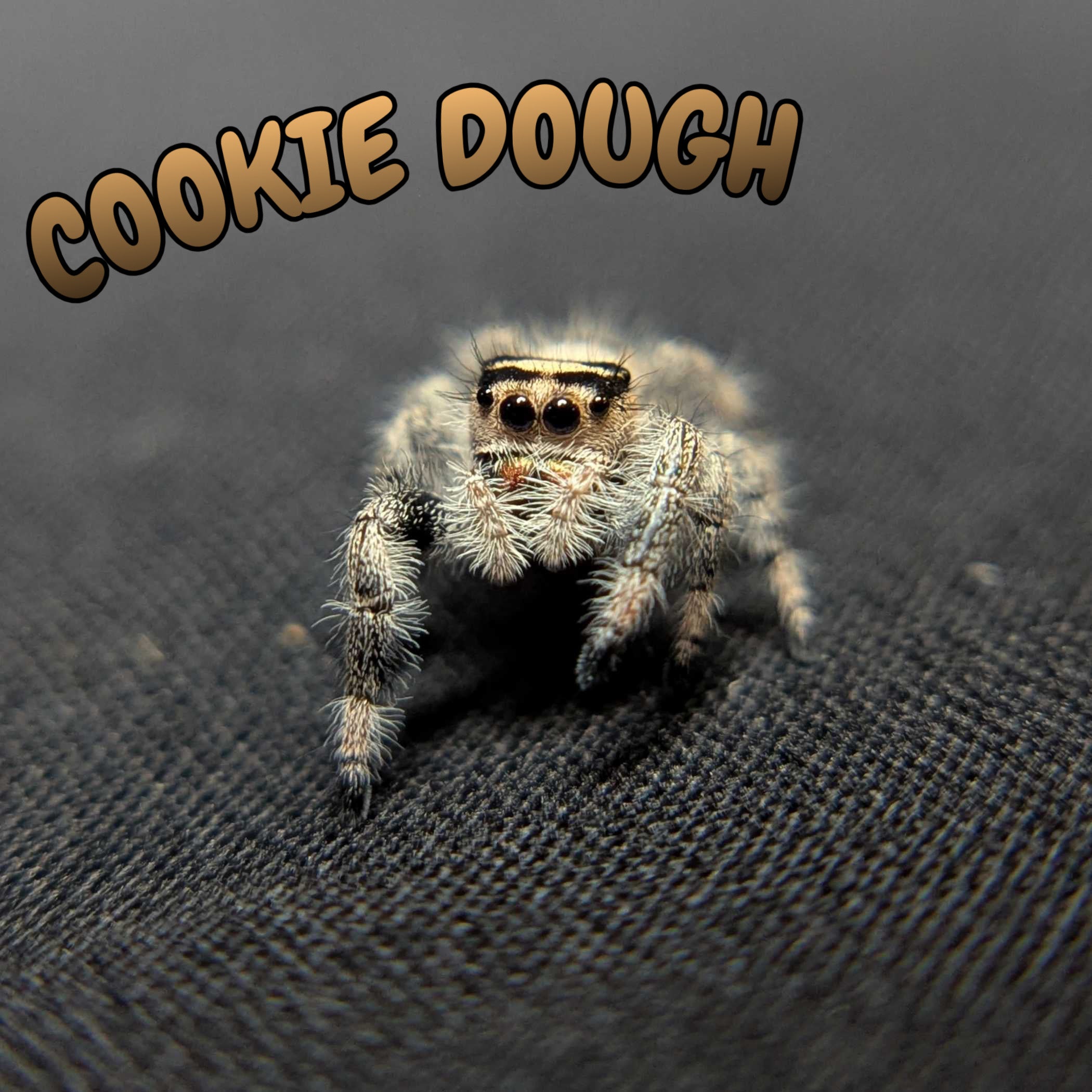 Regal Jumping Spider “Cookie Dough”