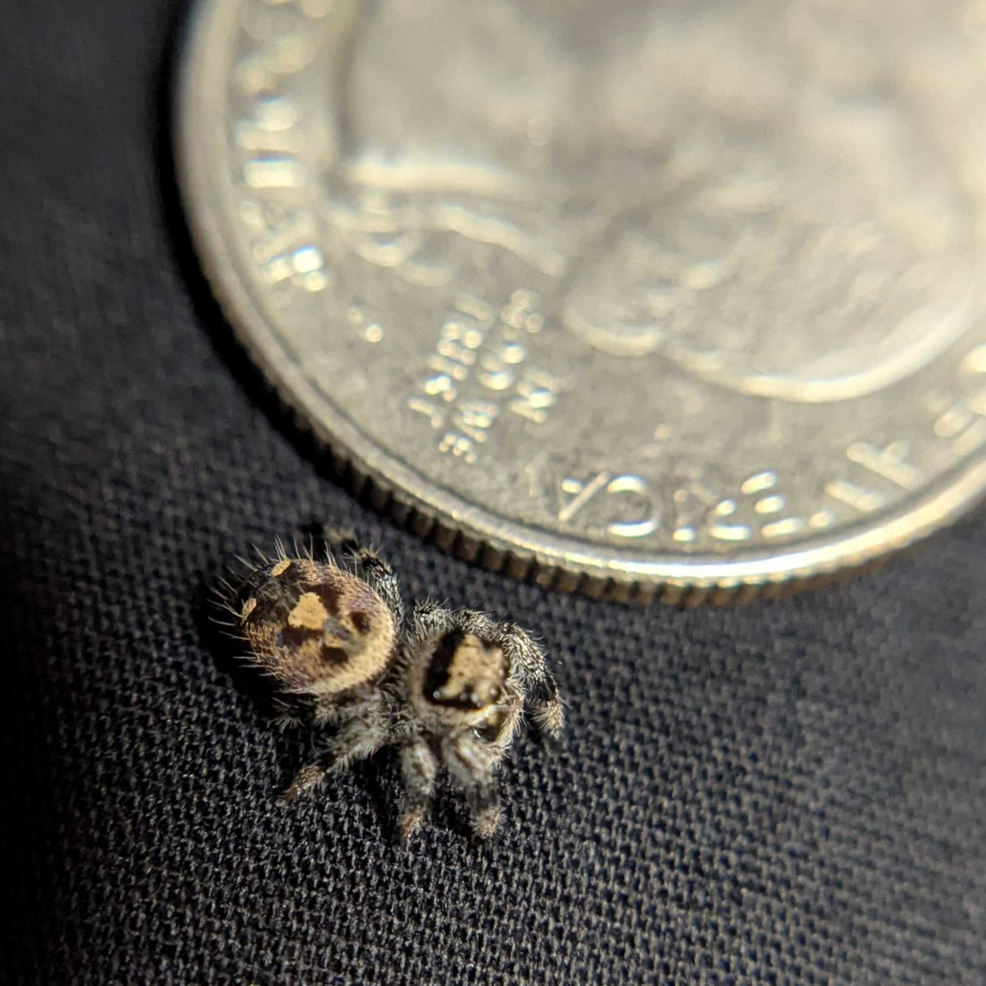 Regal Jumping Spider "Cracker"