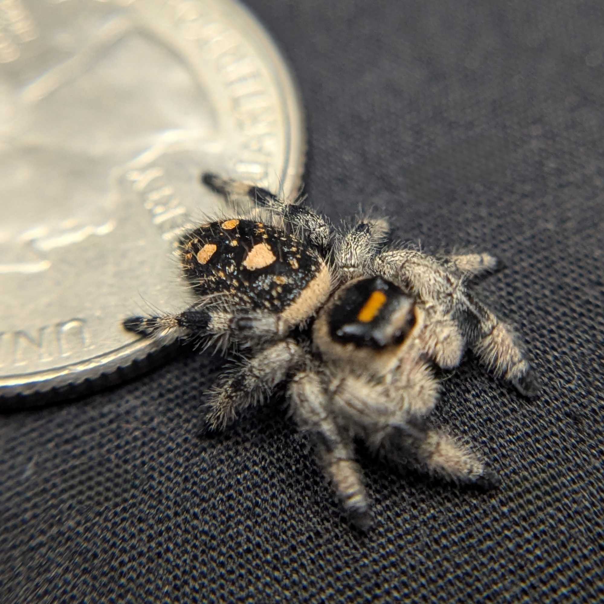 Regal Jumping Spider “Sable”