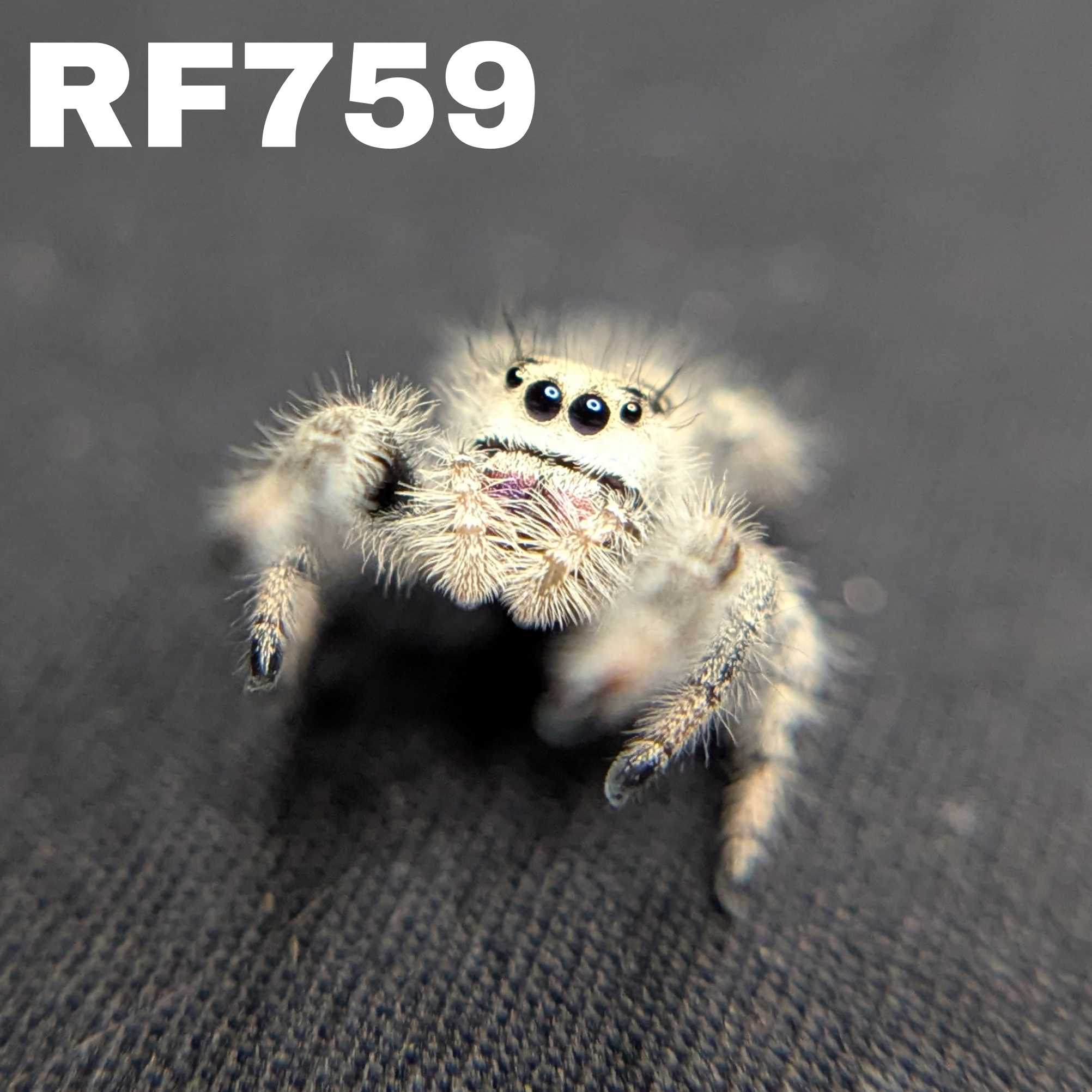 Regal Jumping Spider "Neon"