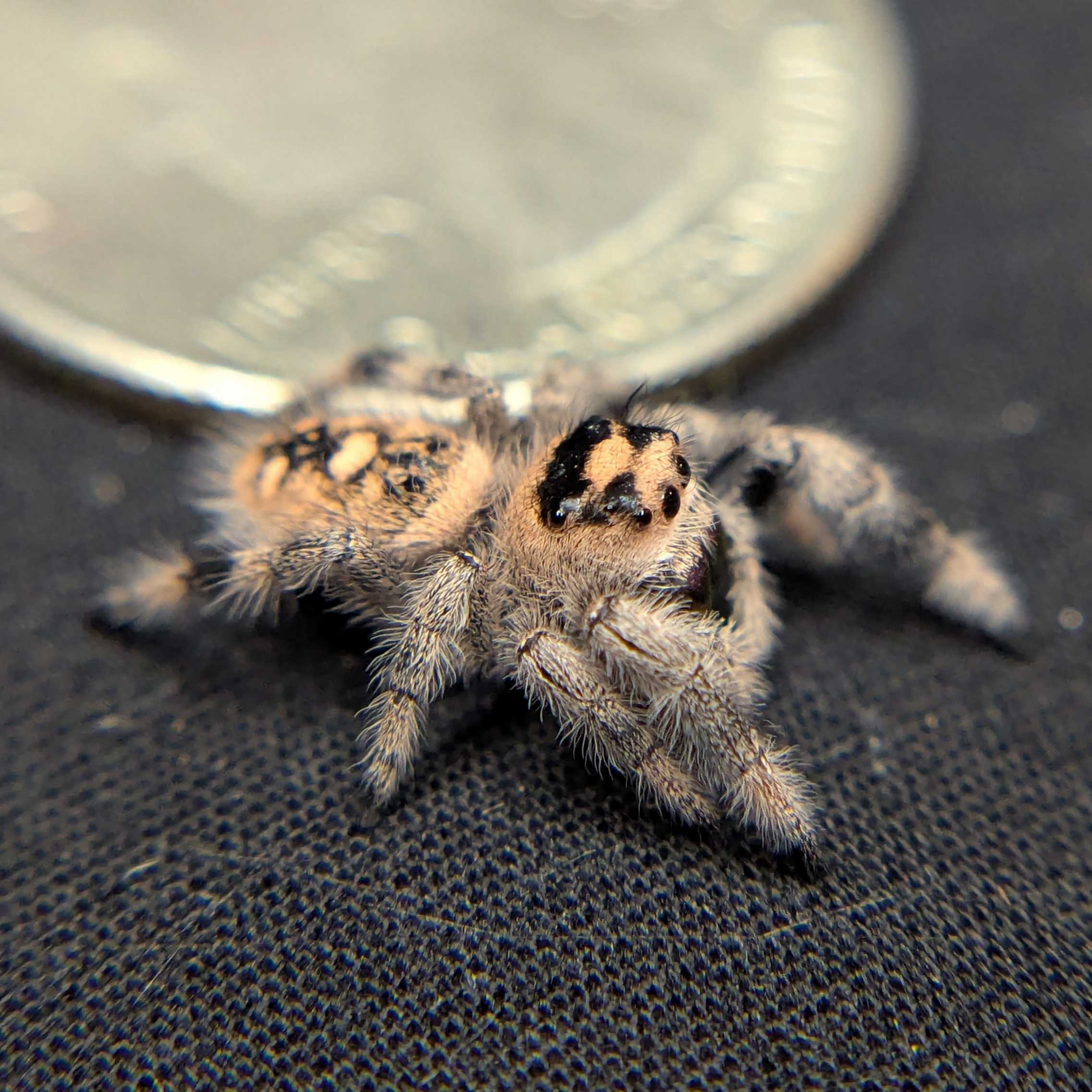 Regal Jumping Spider “Magma”