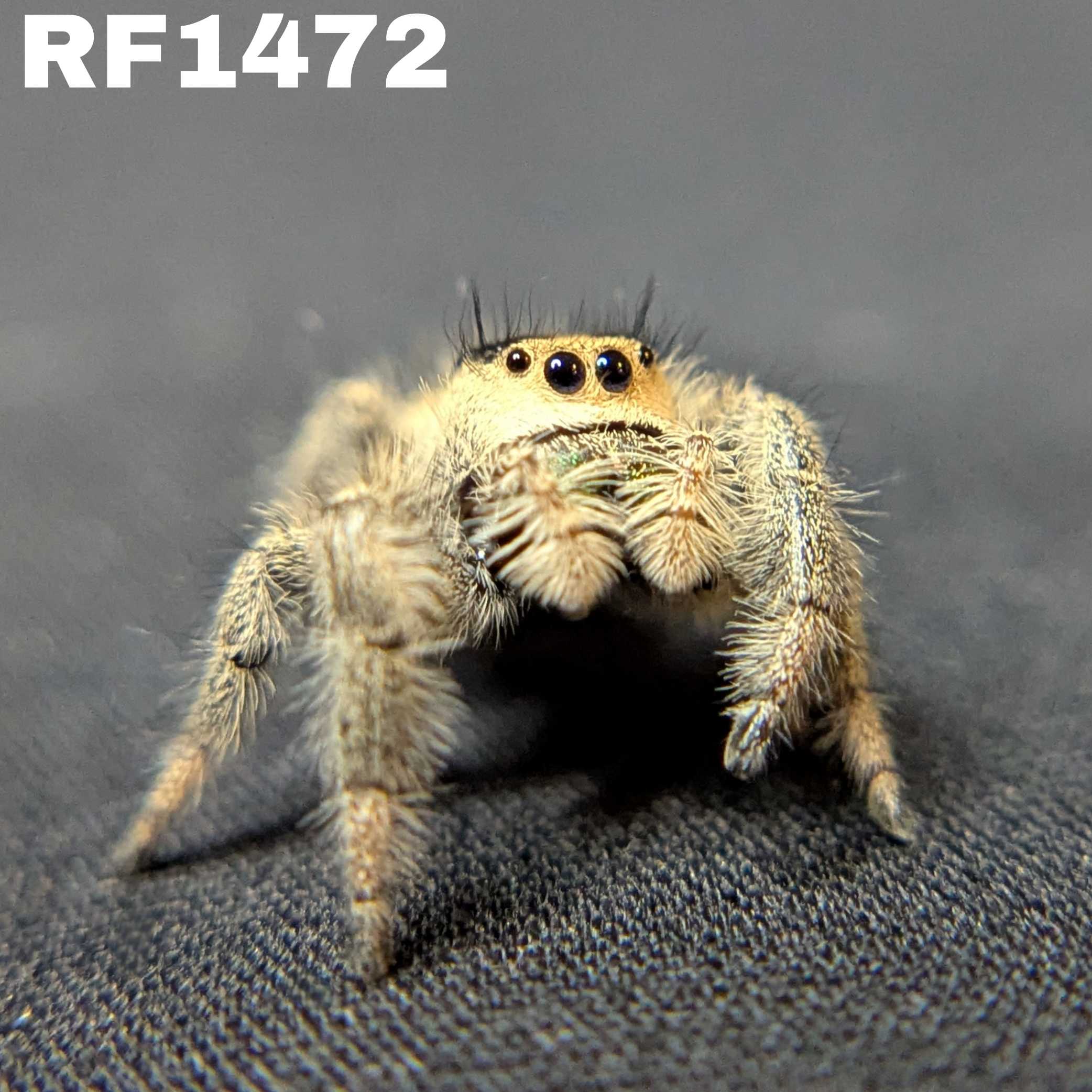 Regal Jumping Spider "Burberry"