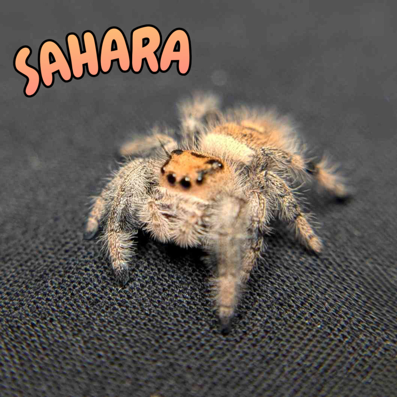 Regal Jumping Spider "Sahara"