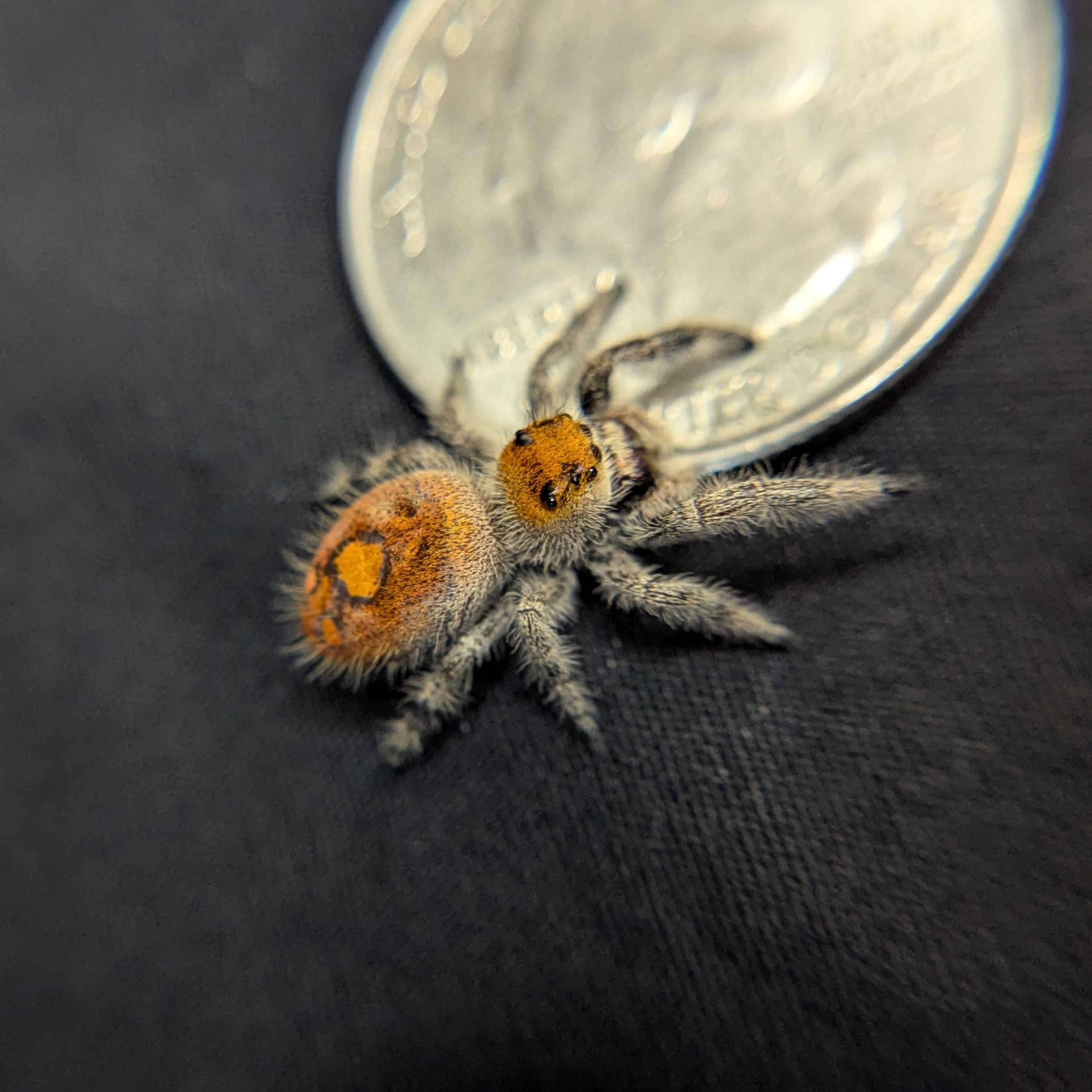 Regal Jumping Spider "Mulberry"