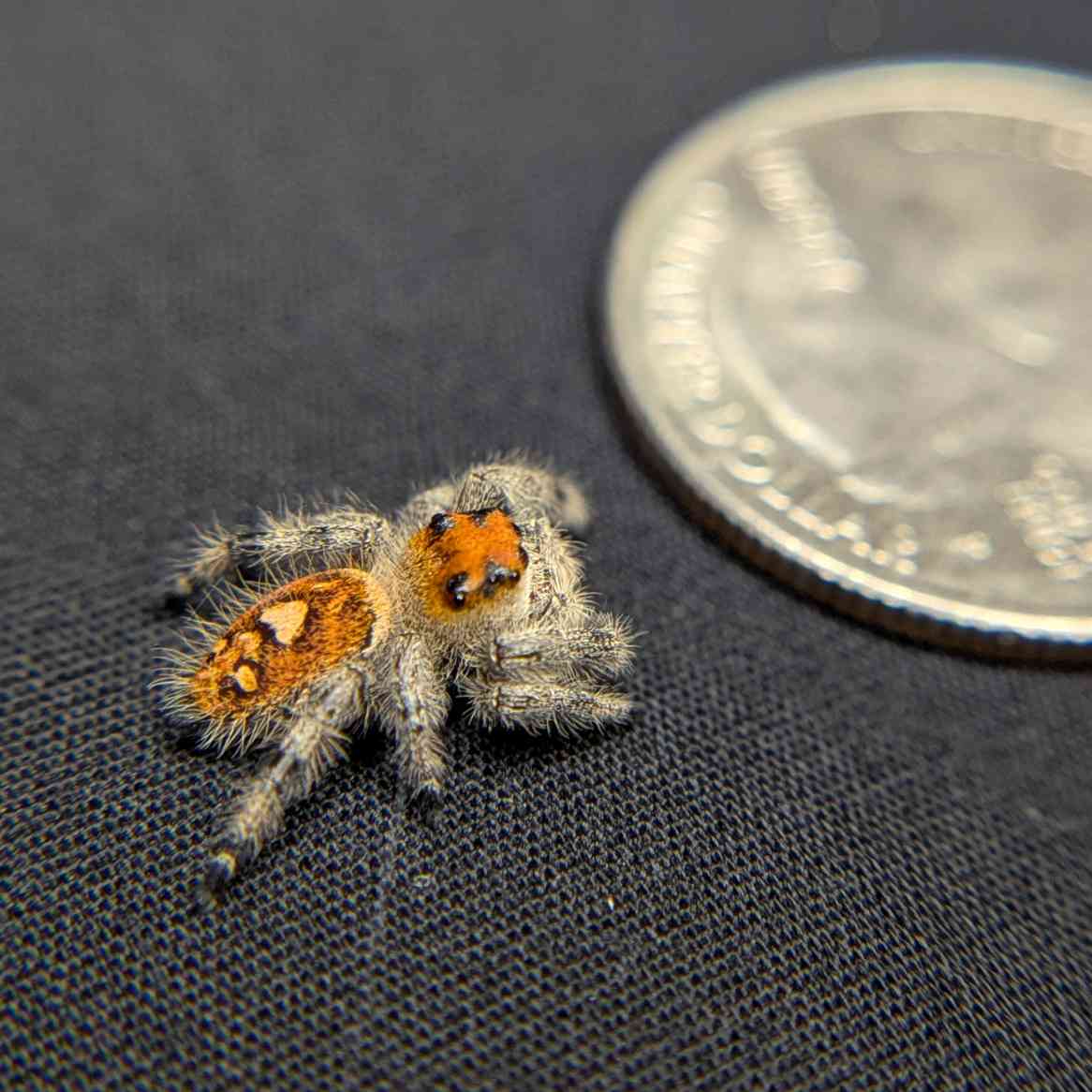 Regal Jumping Spider “Primrose”